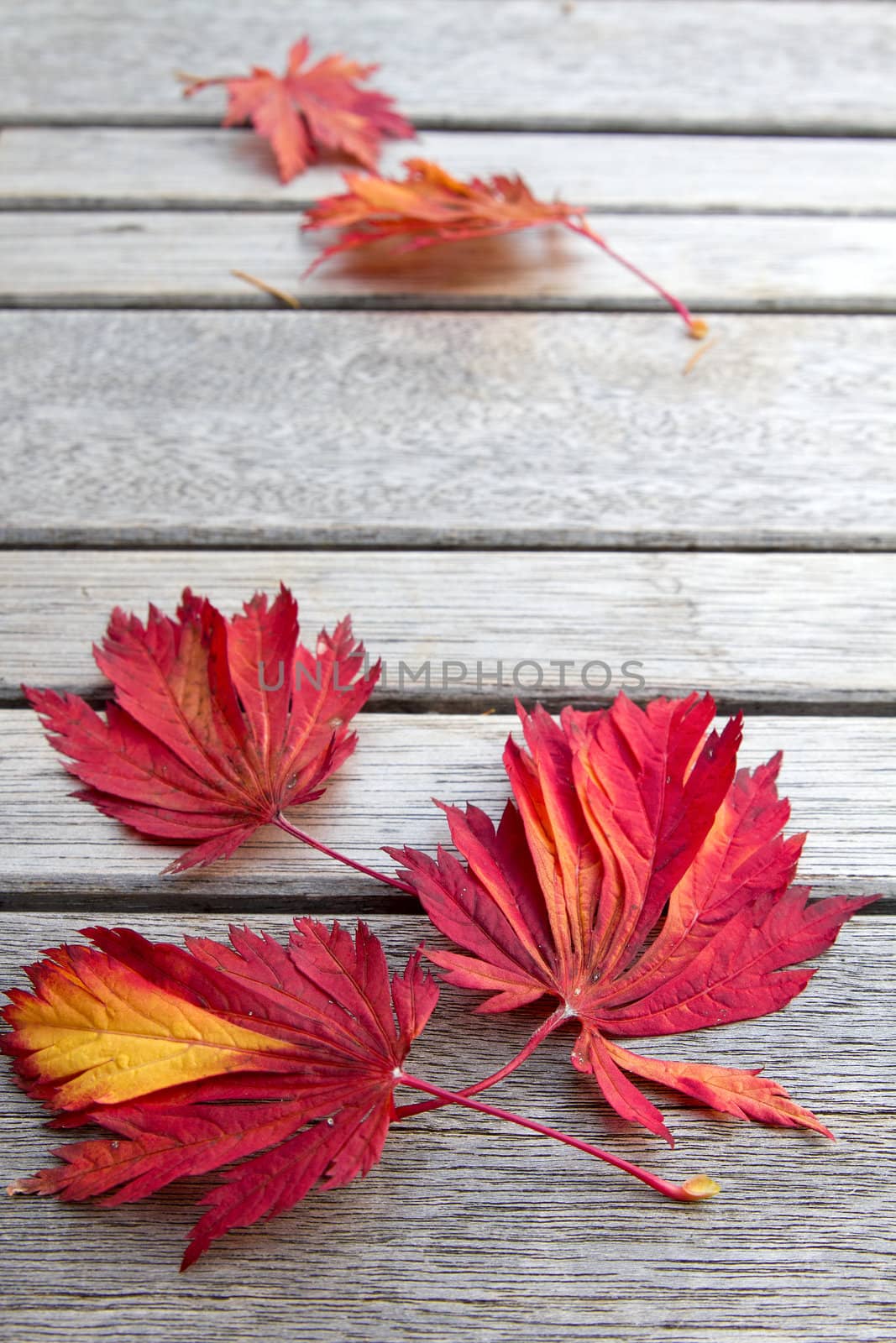 Fall Japanese Maple Leaves on Wooden Bench Background