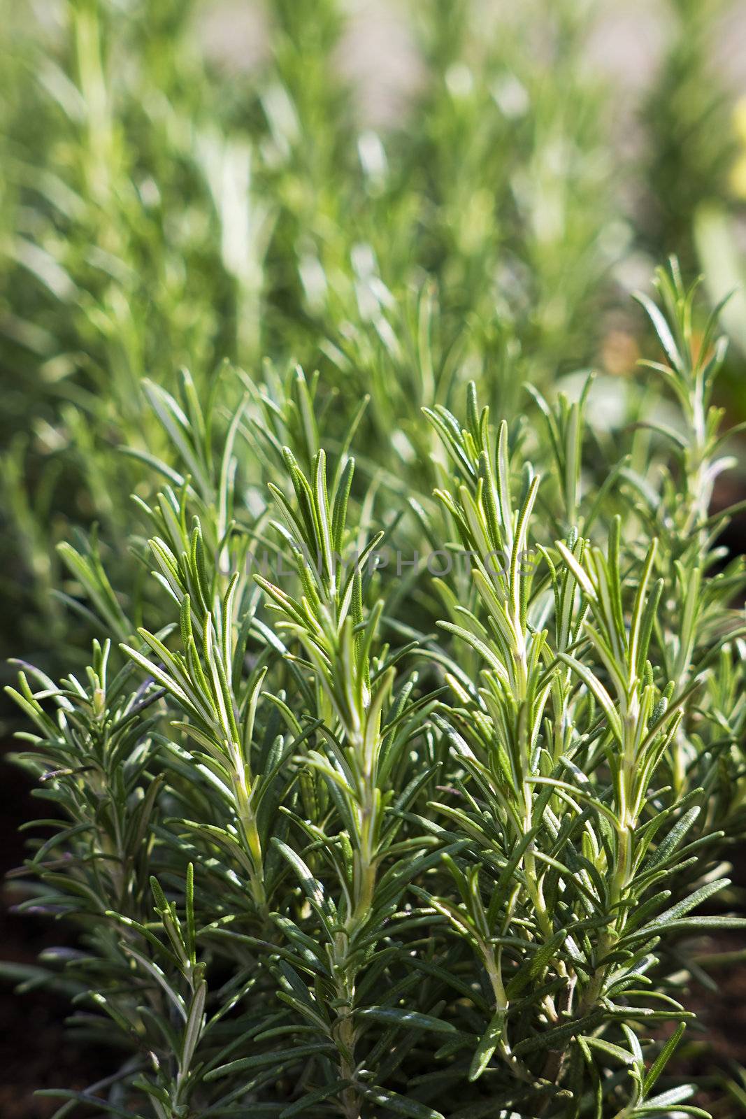 rosemary (rosmarinus officinalis) by miradrozdowski