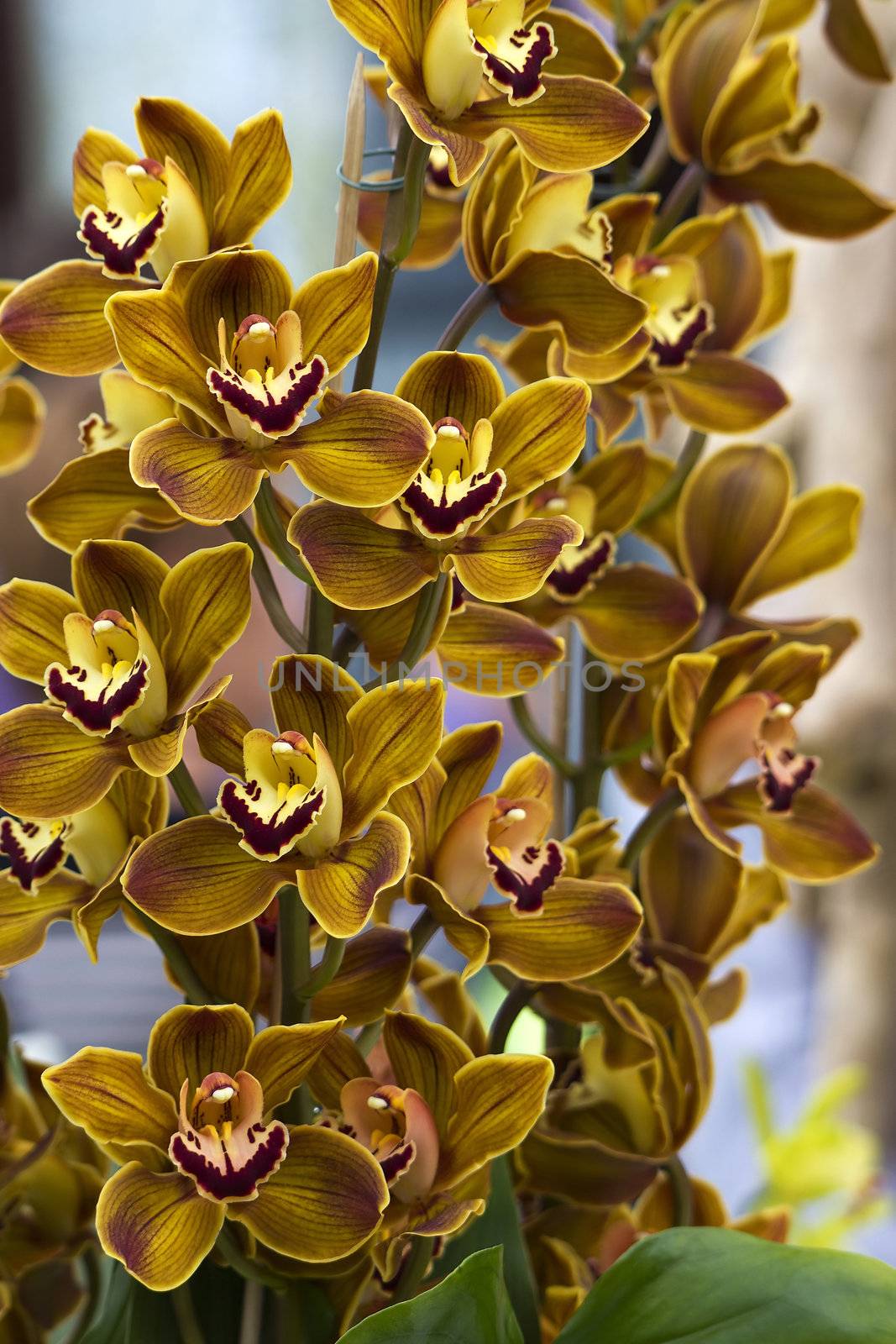 Cymbidium Orchids flowers