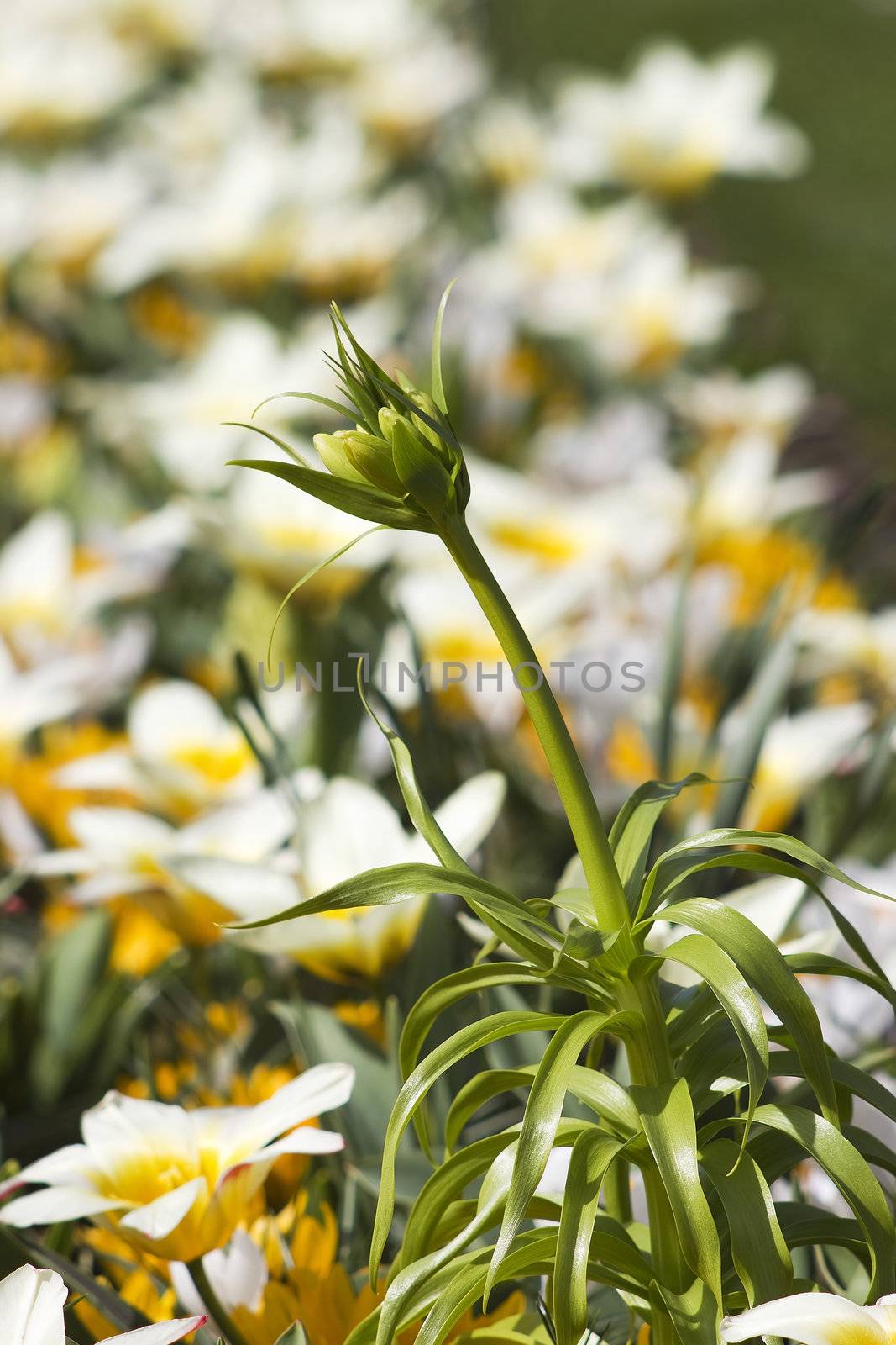 Beautiful flowers in Keukenhof Garden by miradrozdowski