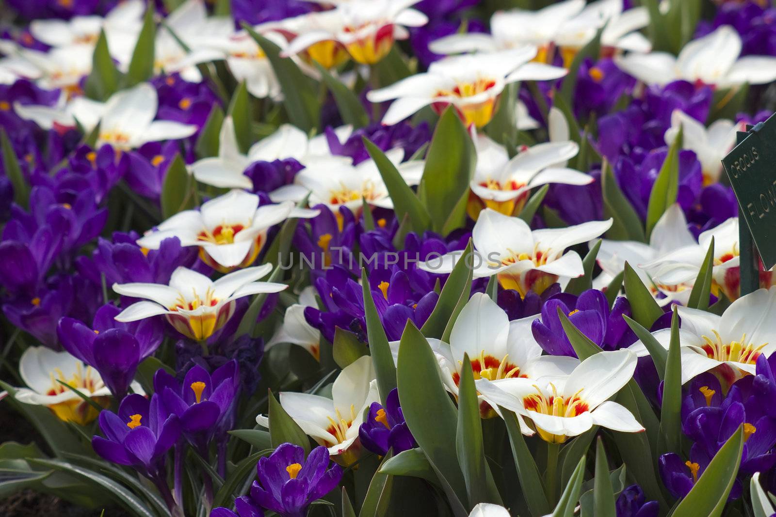 Colorful spring flowers in the park
