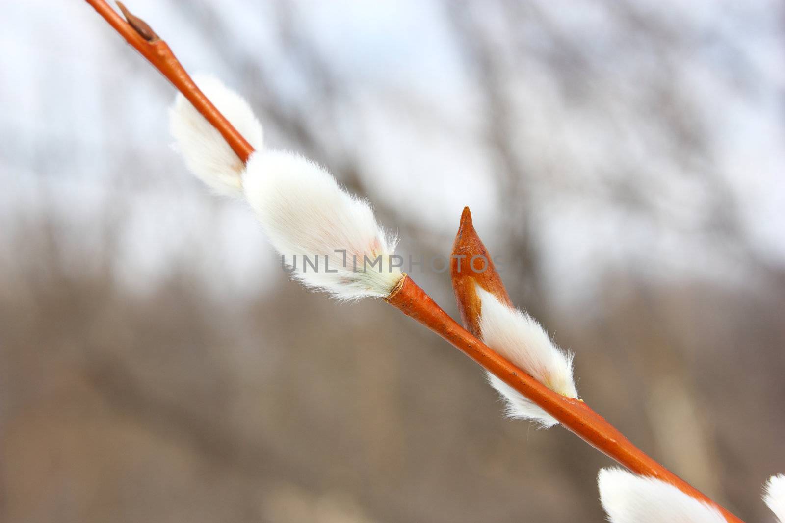 Branch of a fluffy willow in the spring on a dim background before a holiday.