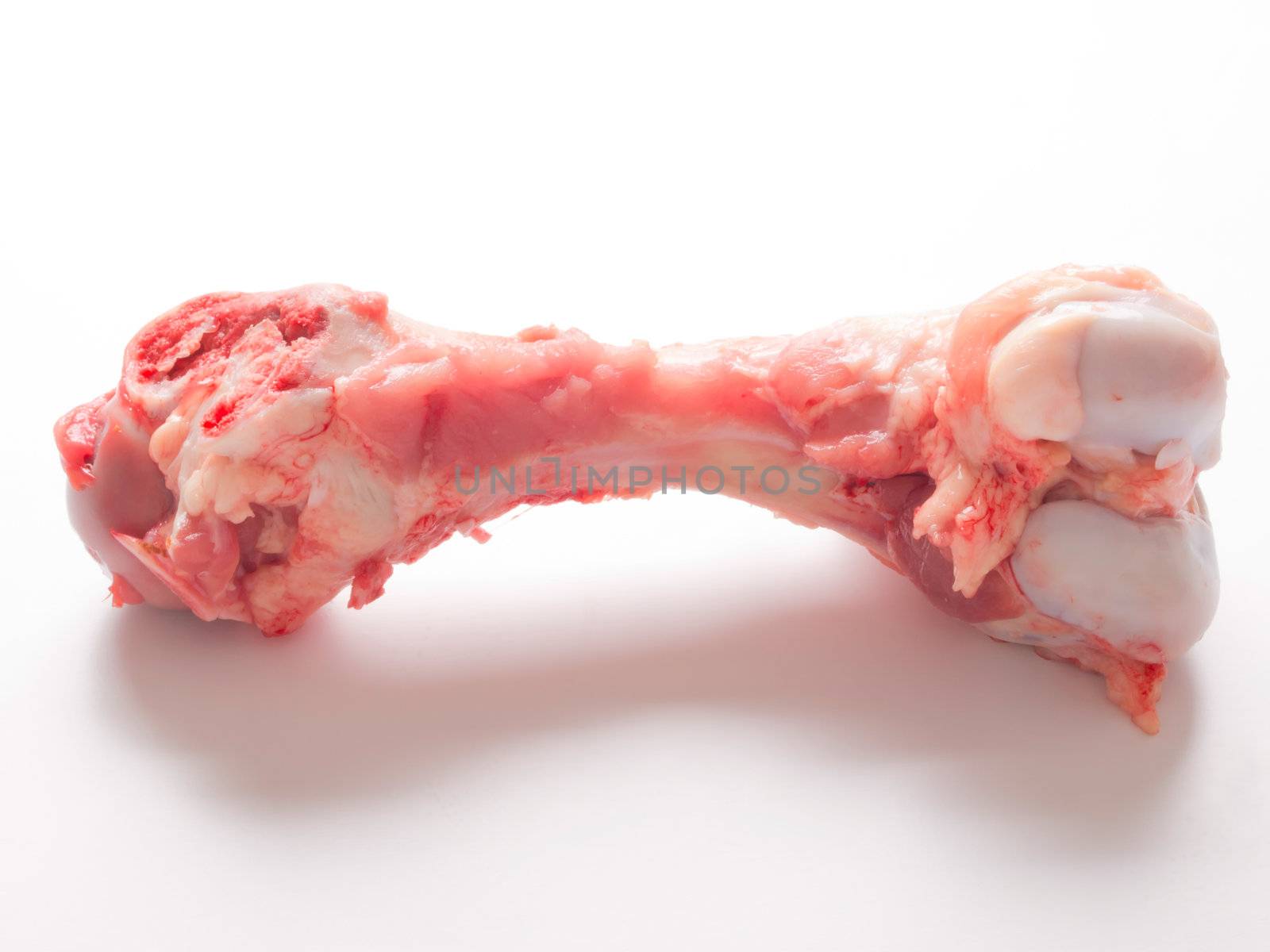 close up of a single pork bone on white