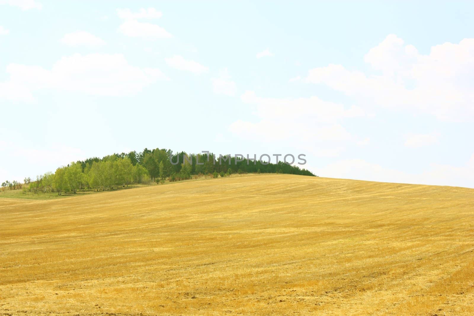 Autumn landscape. Yellow field and blue sky.