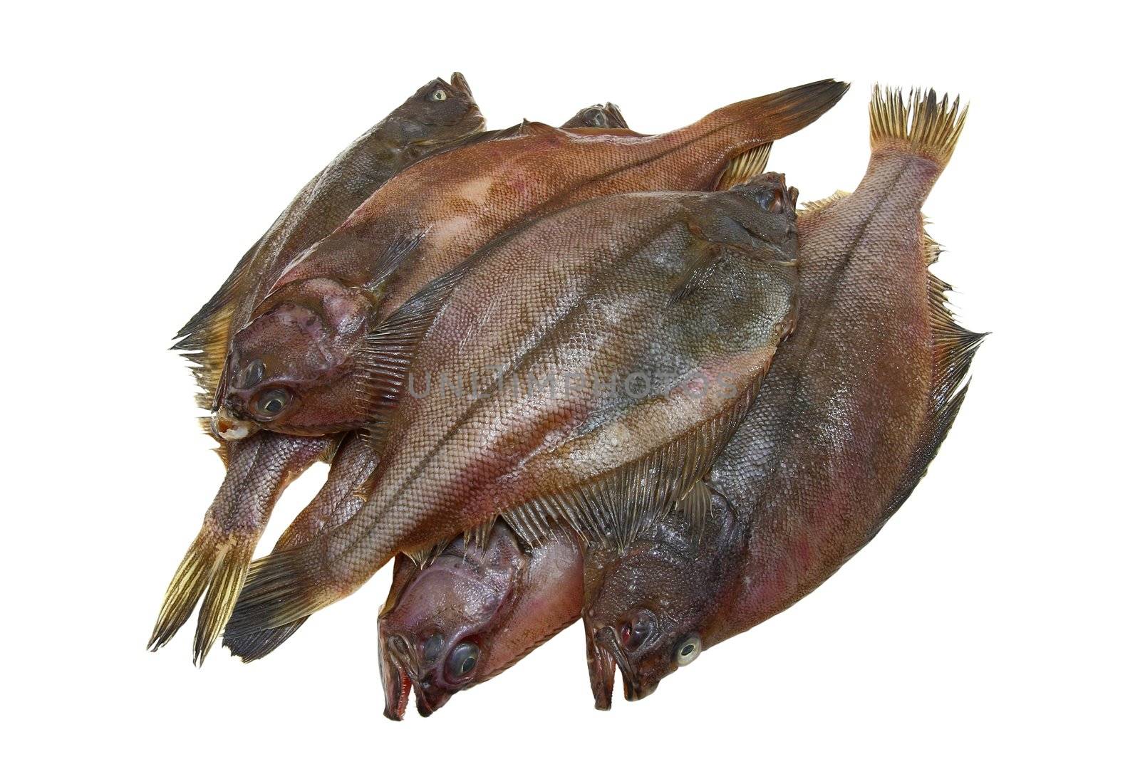 Four fresh flounder fishes on white background