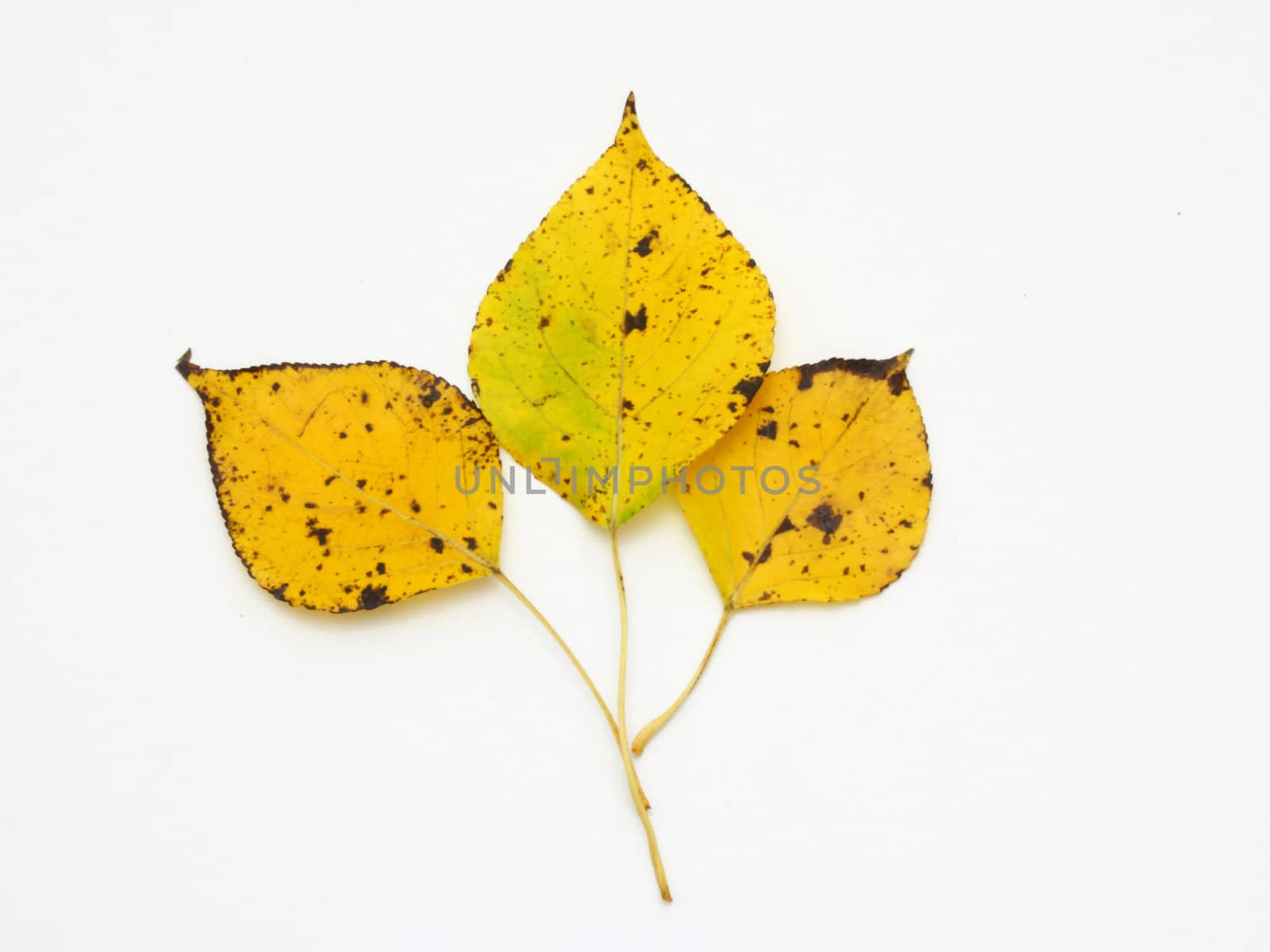collection beautiful colorful autumn leaves isolated on white background