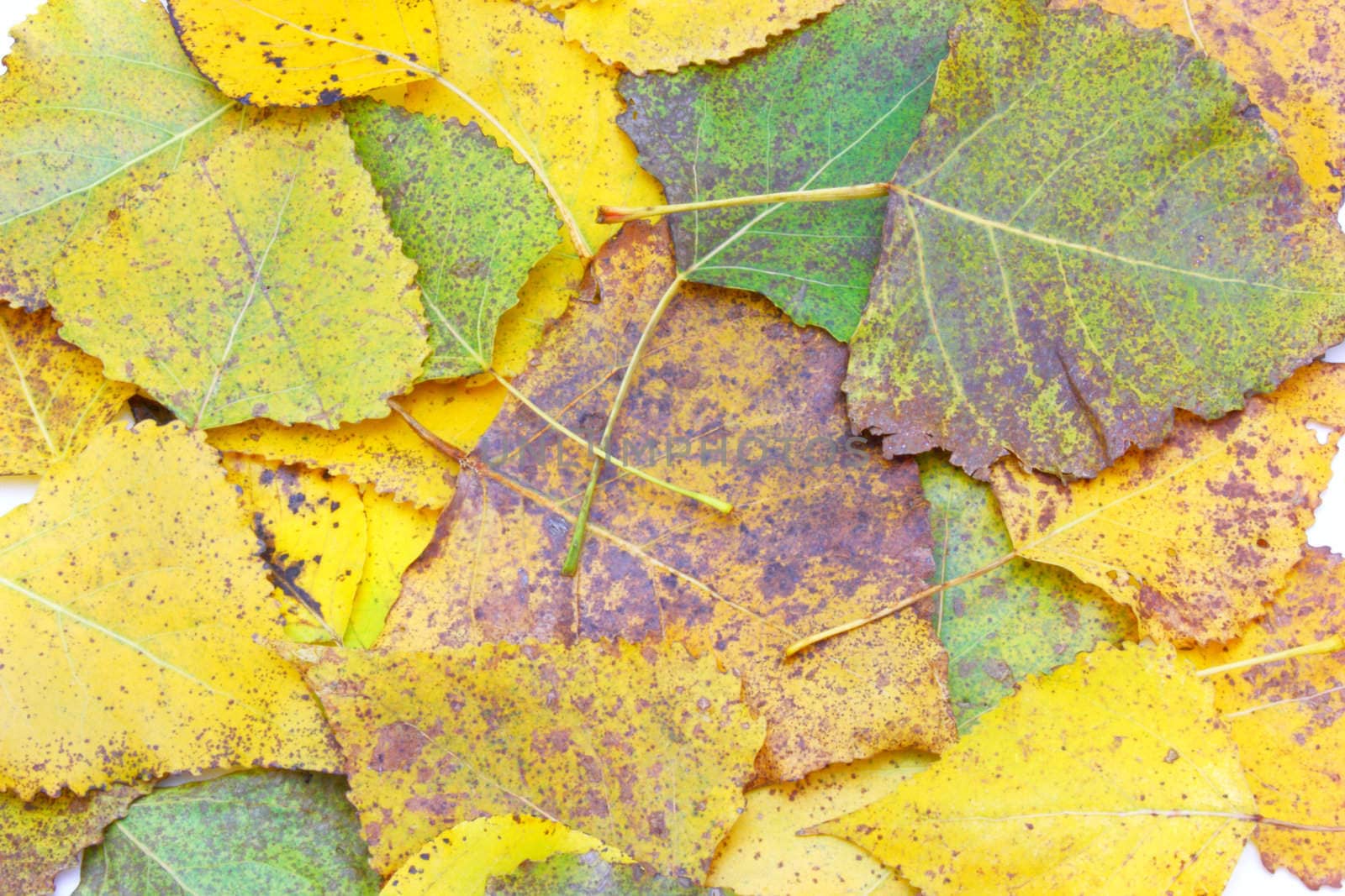 collection beautiful colorful autumn leaves isolated on white background