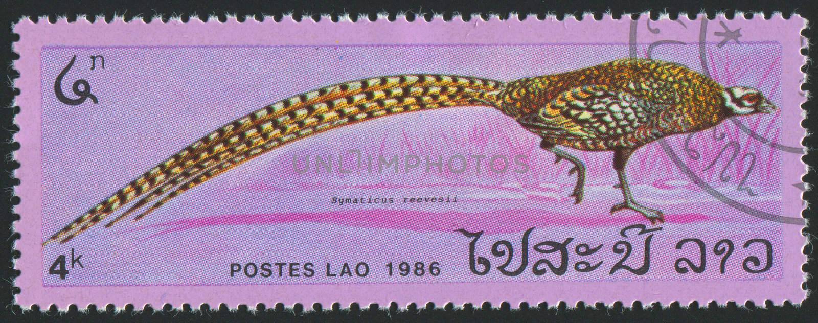 LAOS - CIRCA 1986: stamp printed by Laos, shows bird pheasant, circa 1986.