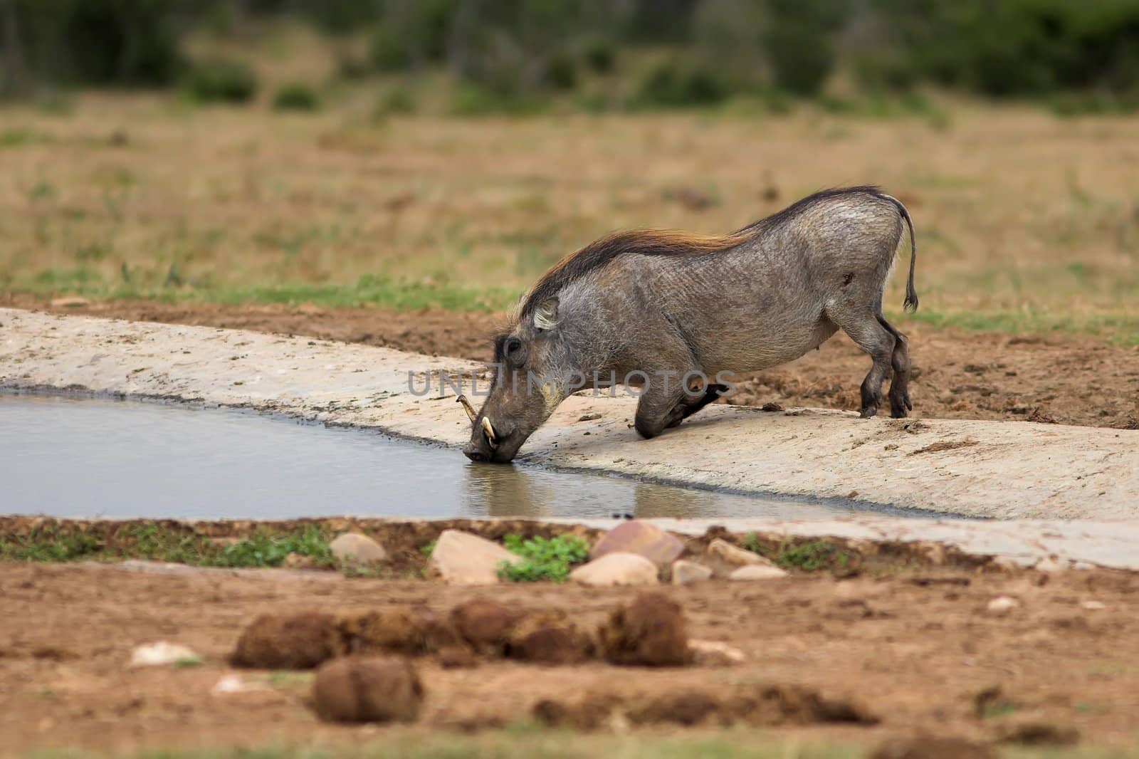 Thirsty Warthog by nightowlza