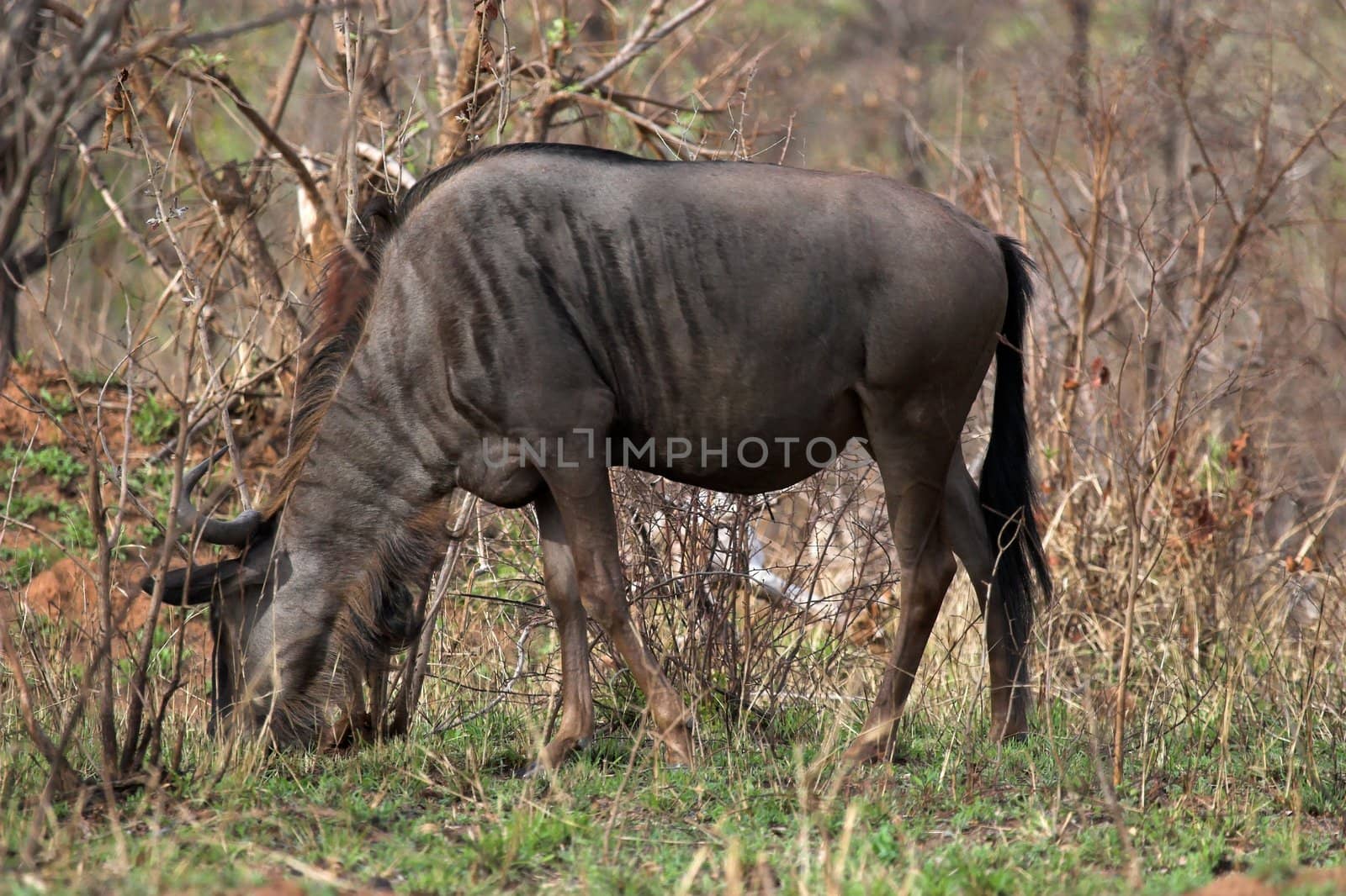 Blue wildebeest by nightowlza
