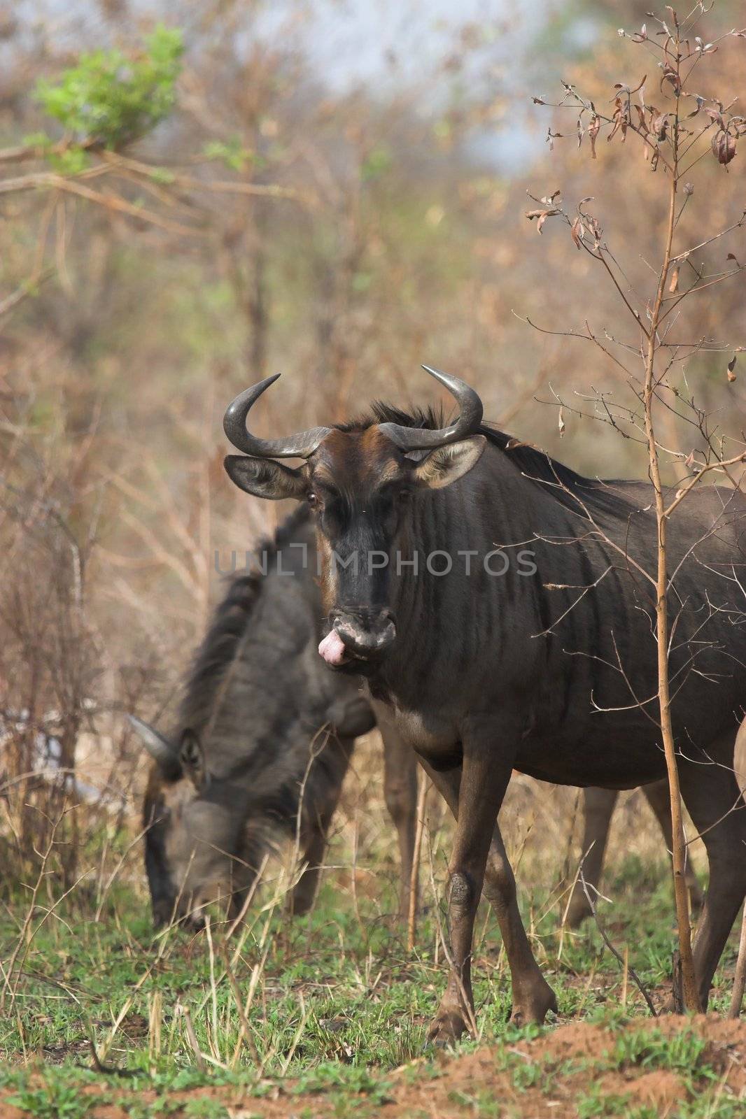 Blue Wildebeest cleaning its nostril with its tongue