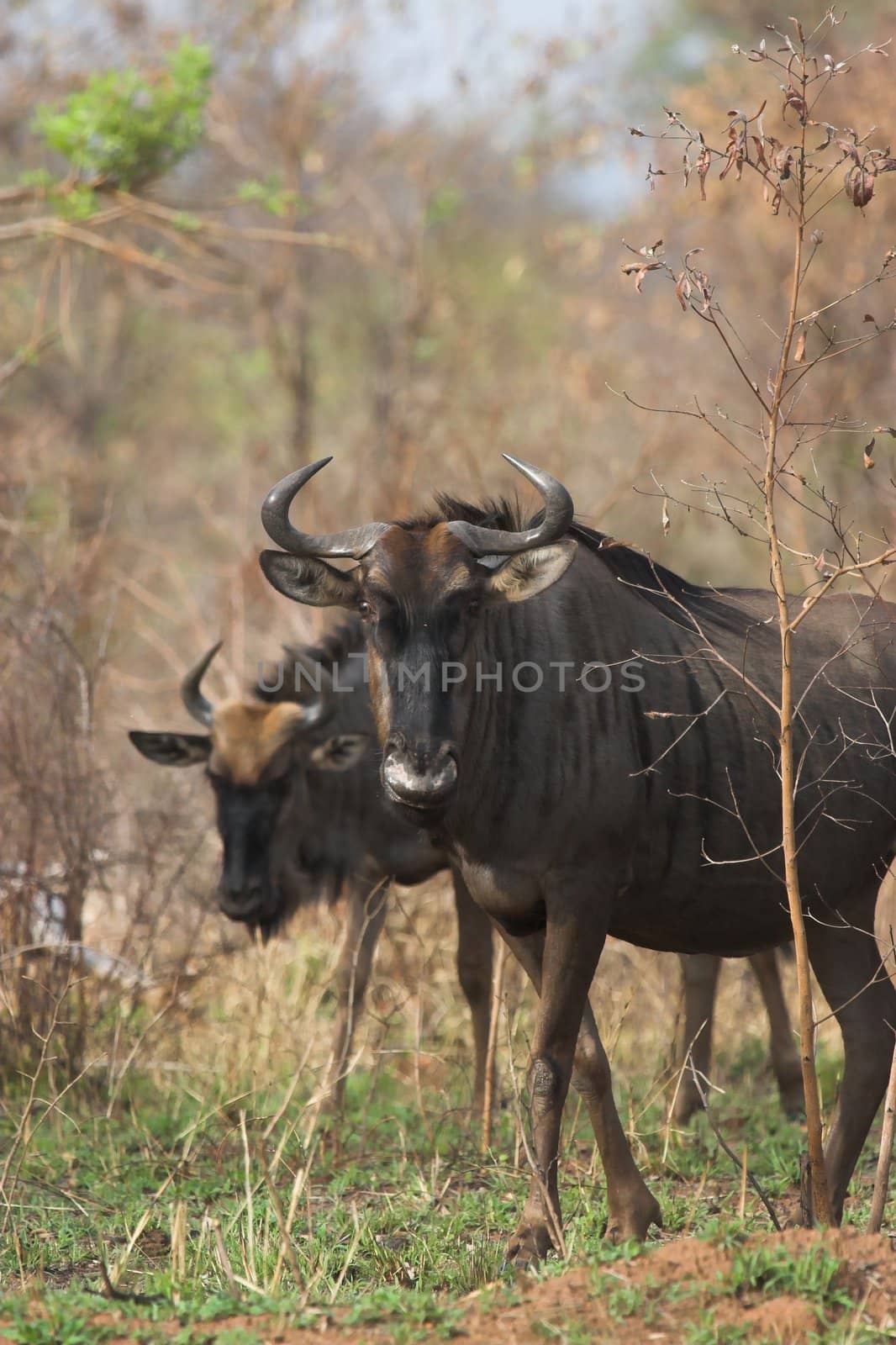 Blue wildebeest looking directly towards the camera
