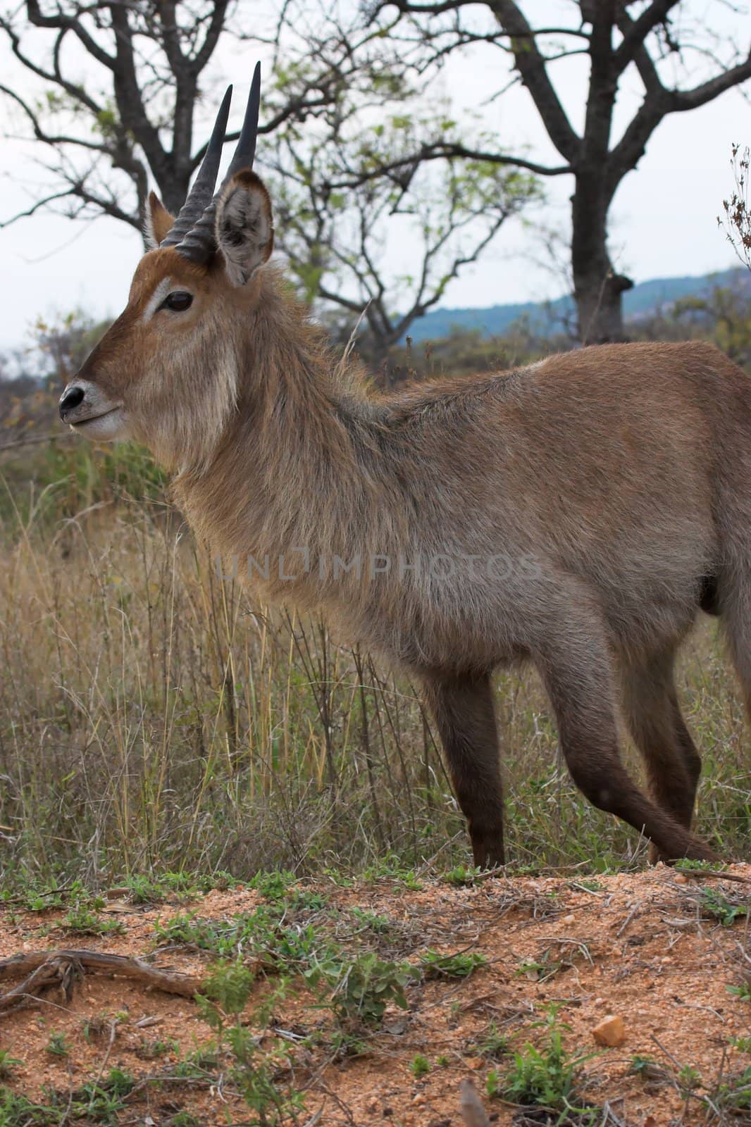 Waterbuck in the Kruger national park, South Africa