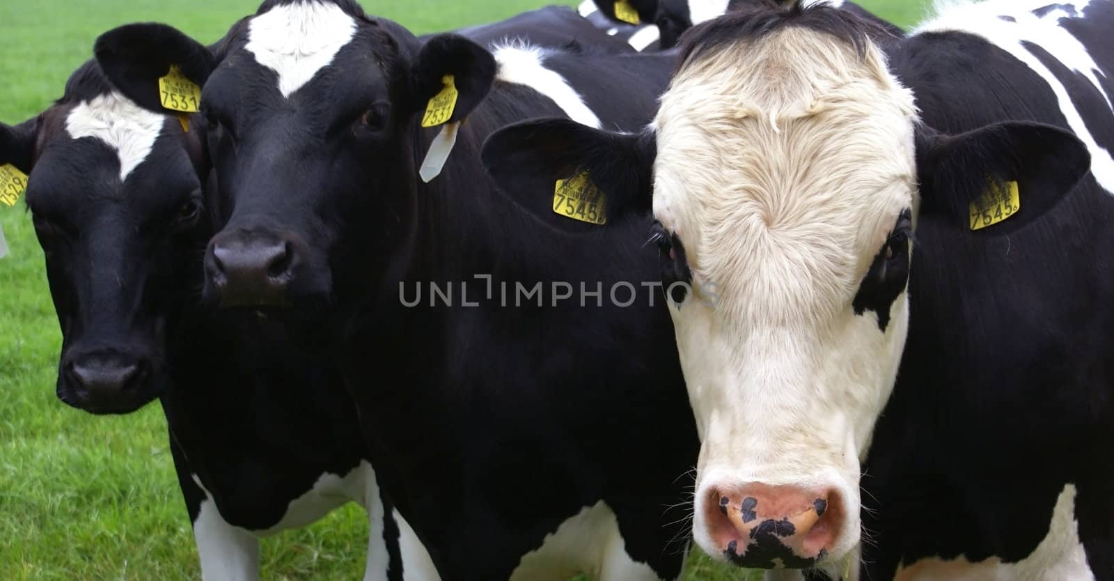 Three black and white cows standing in line.