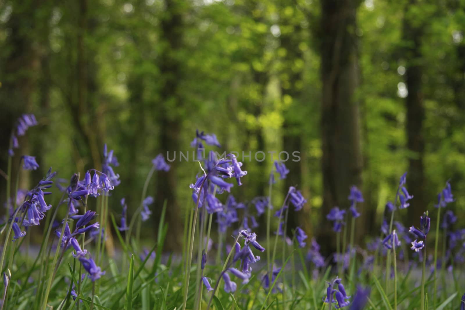 a wood full of bluebells