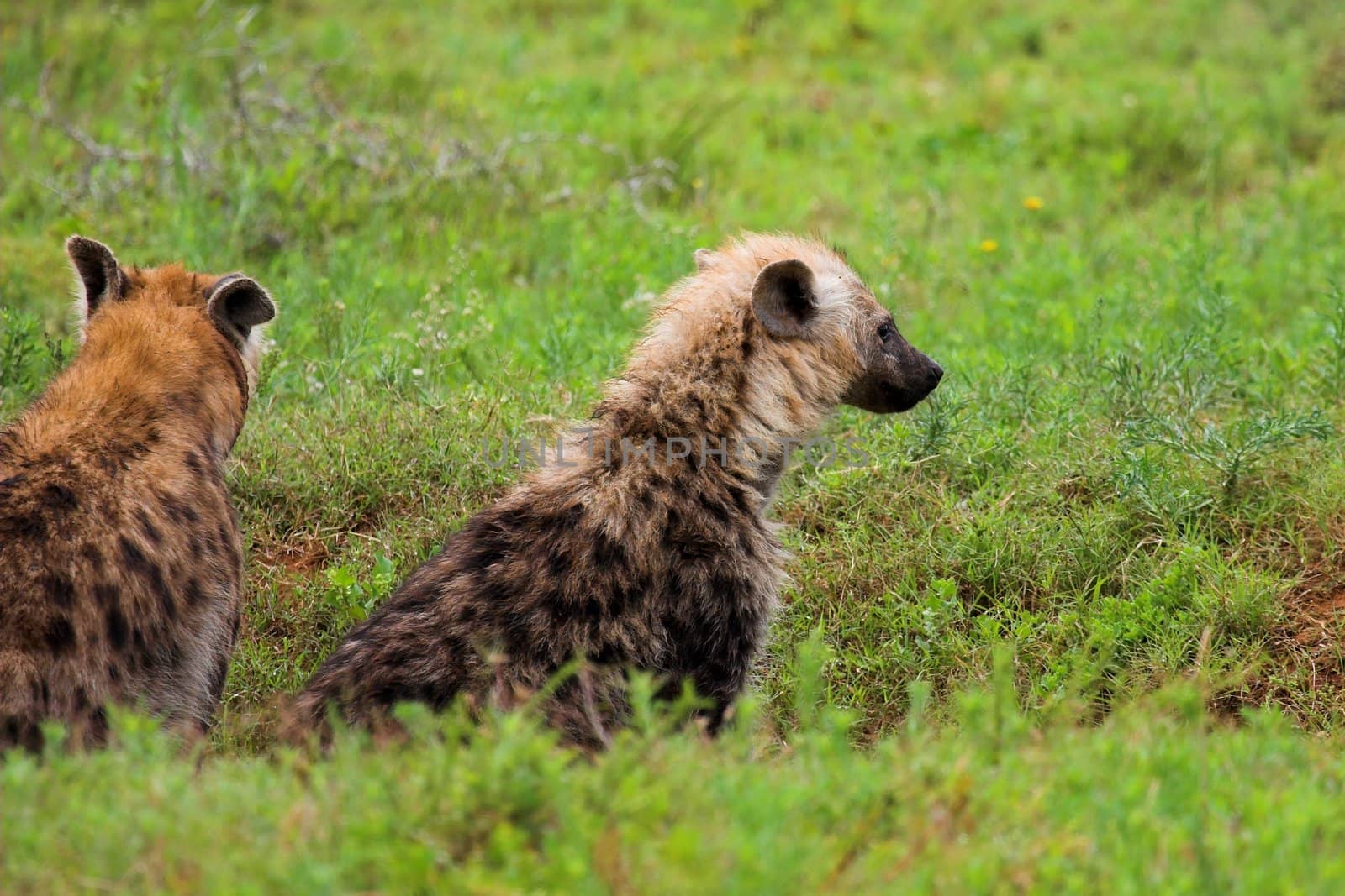 Two Hyena pups wild in the African bush