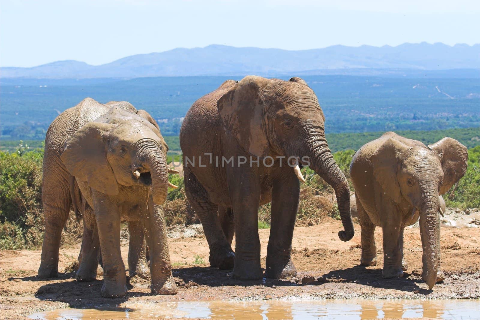 Thirsty Elephants by nightowlza
