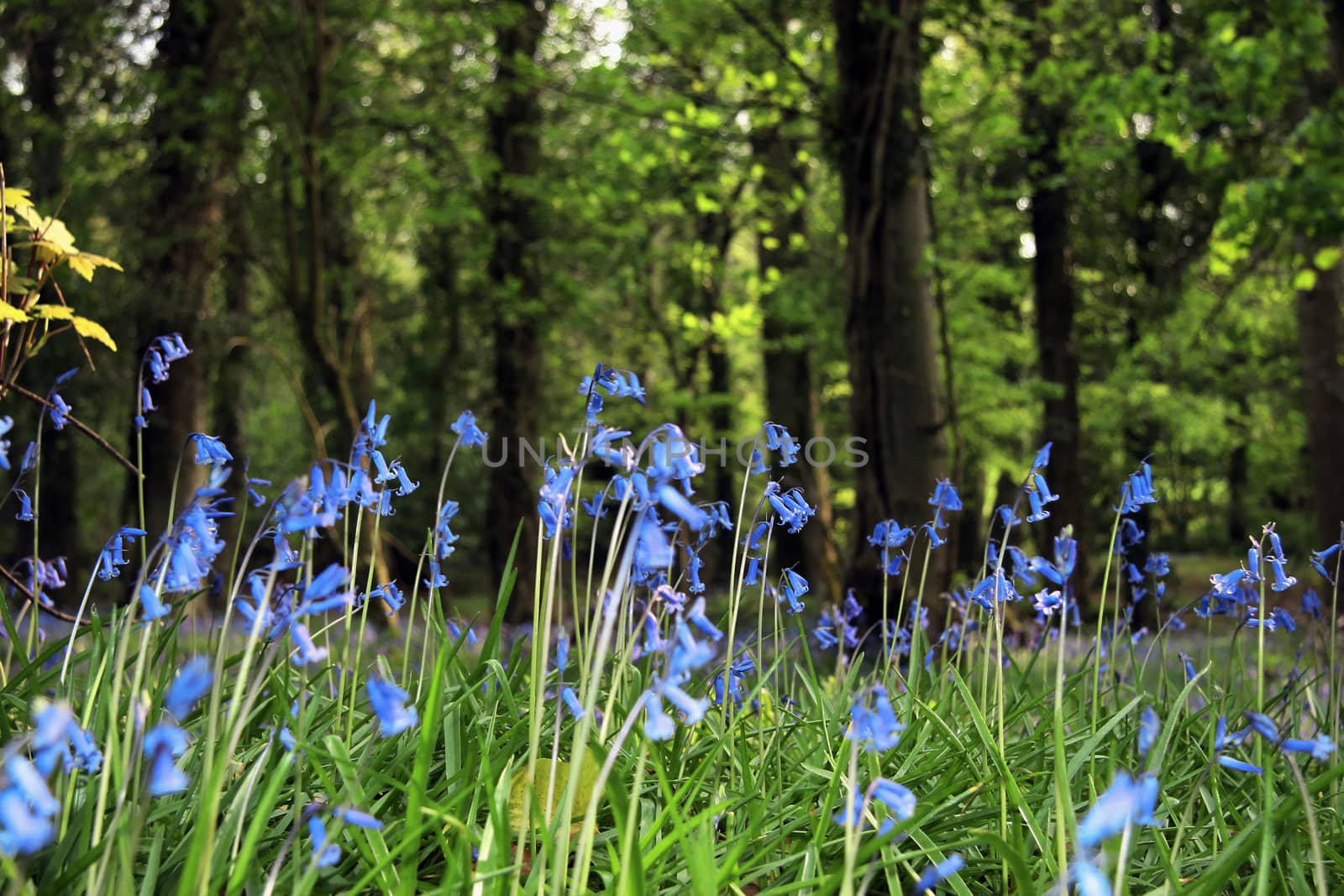 a wood carpeted in bluebells