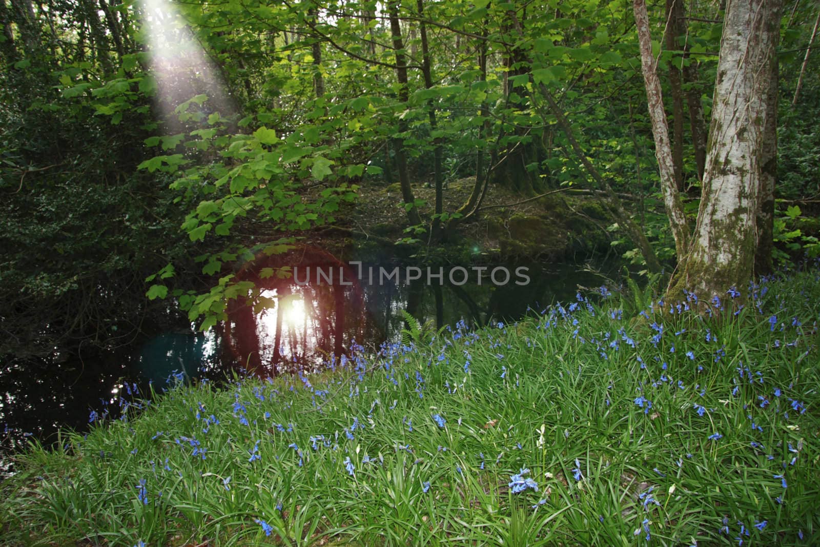 a wood full of bluebells