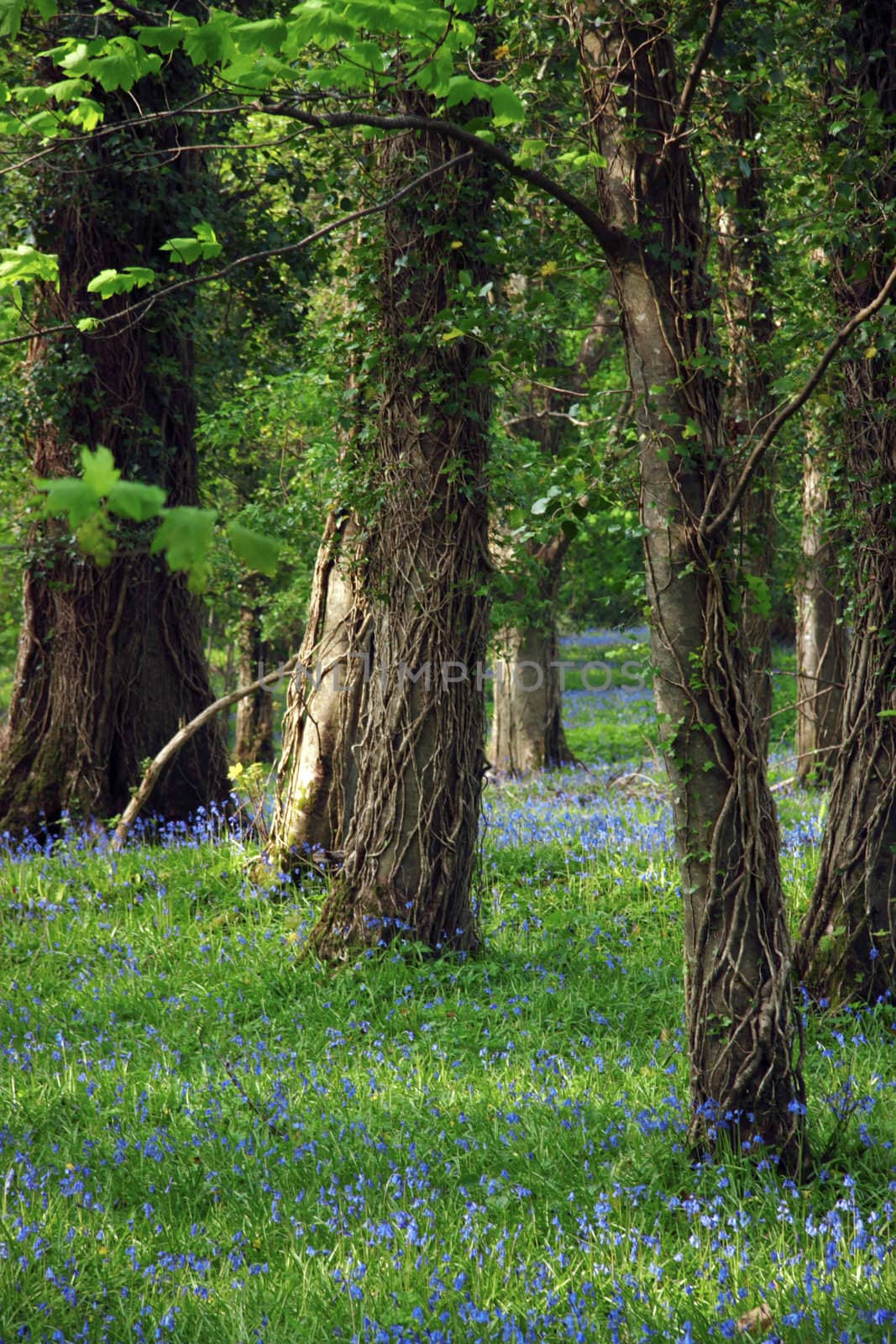 a wood full of bluebells