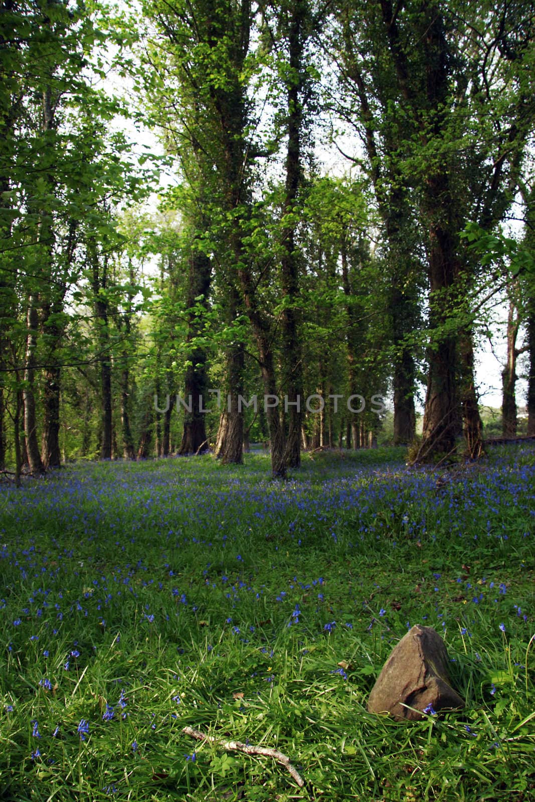 a wood full of bluebells