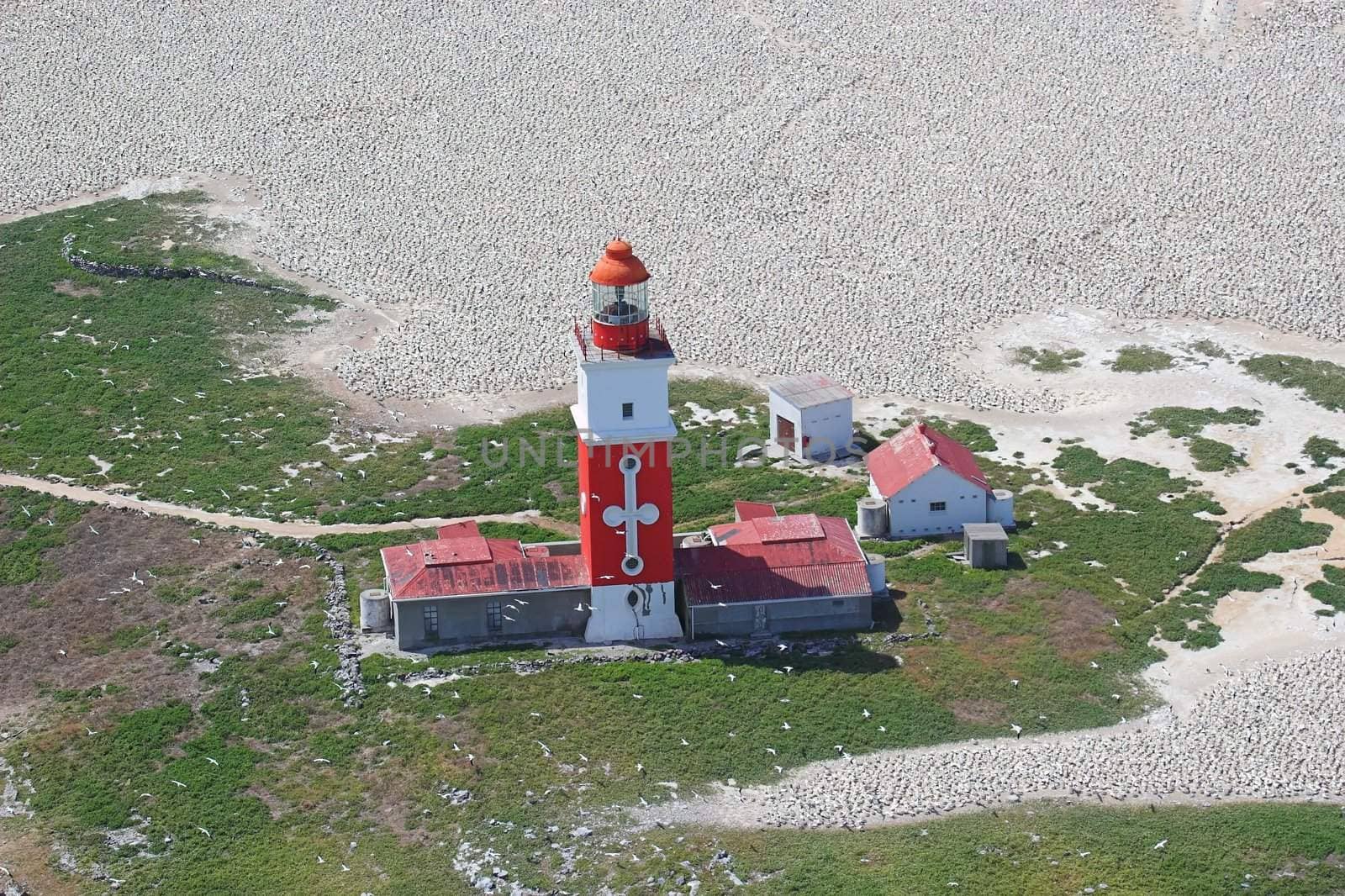 Lighthouse on an island populated by birds