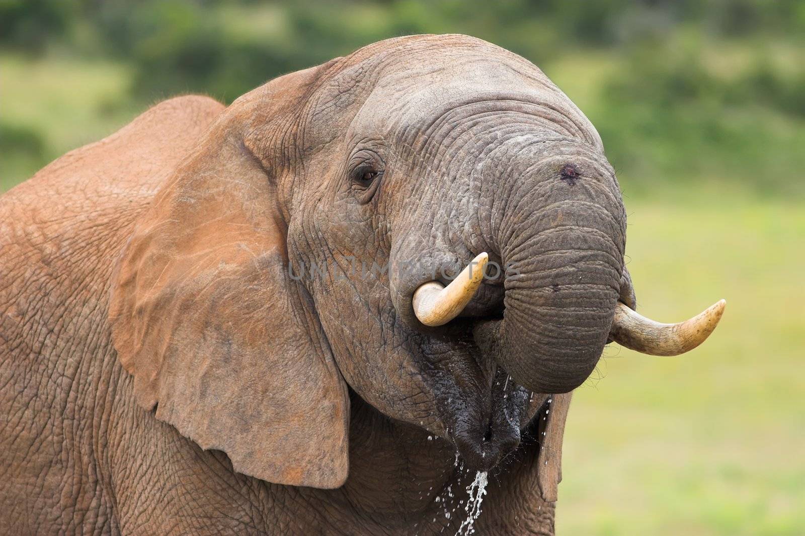 African Elephant with a scar on is trunk drinking water