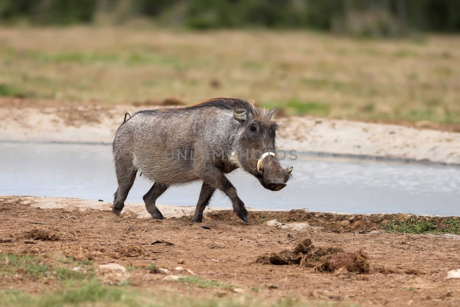 Ugly warthog running past the water hole