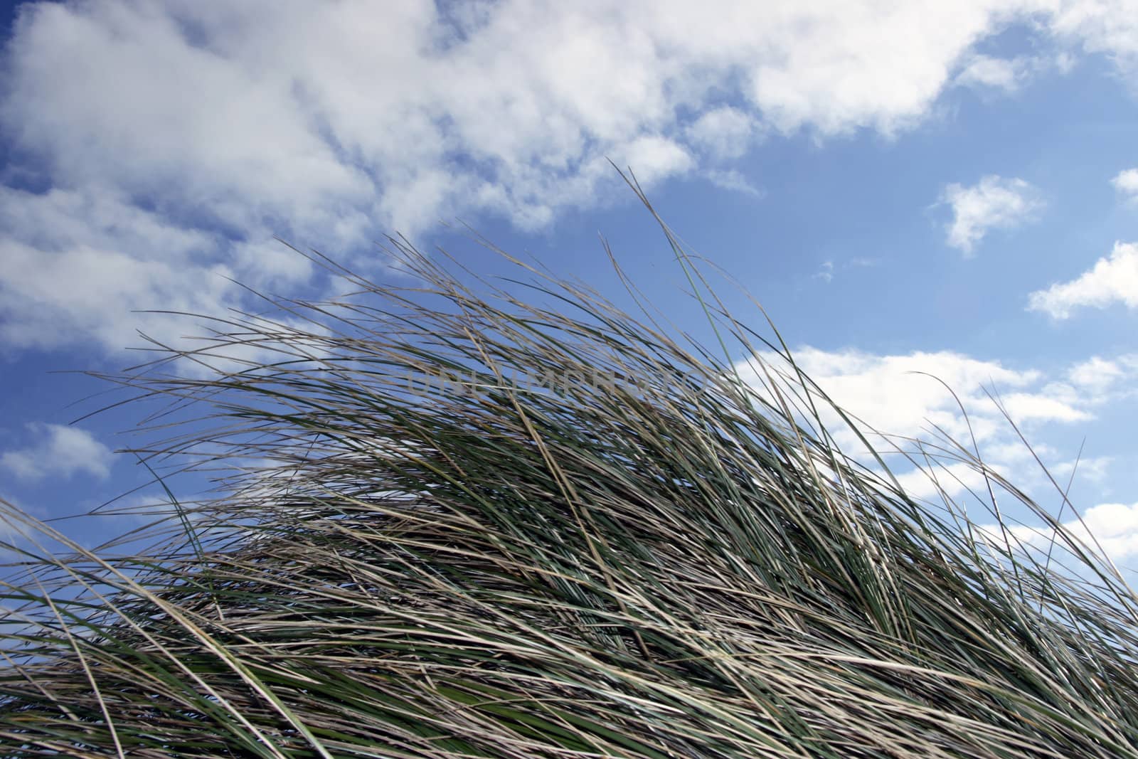 tall grass in irelands coast
