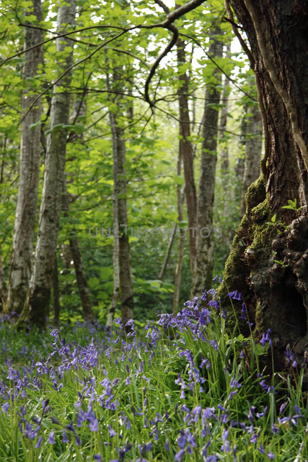 a wood full of bluebells