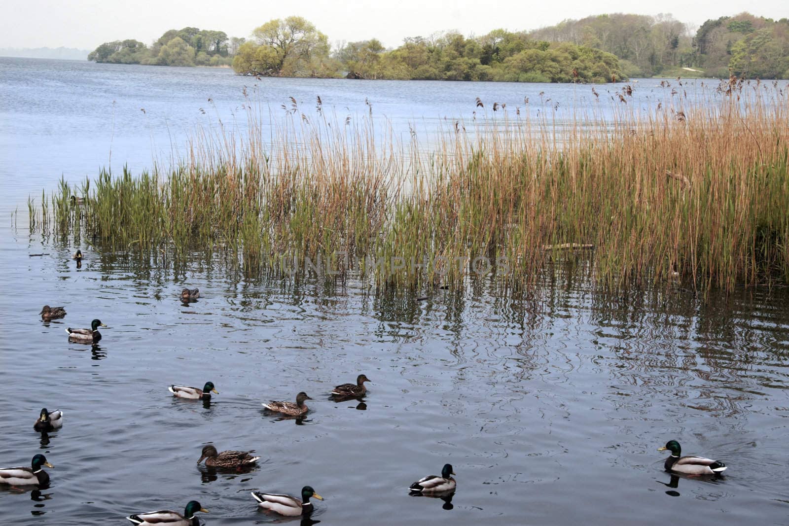 ducks swimming in a lake