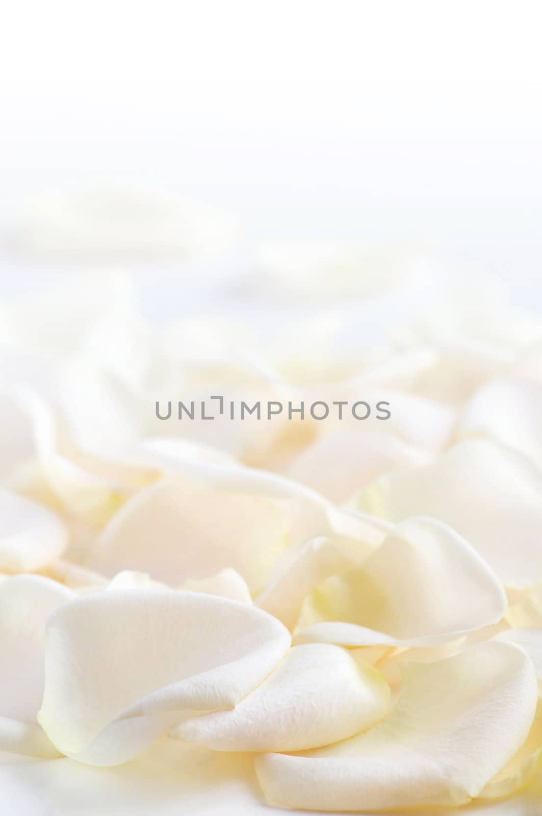 Abstract background of fresh white rose petals