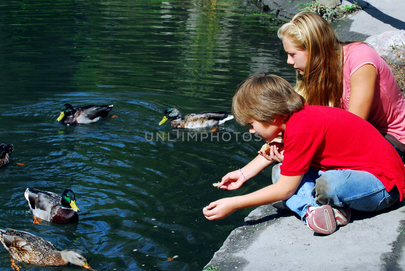 Children feeding ducks by elenathewise