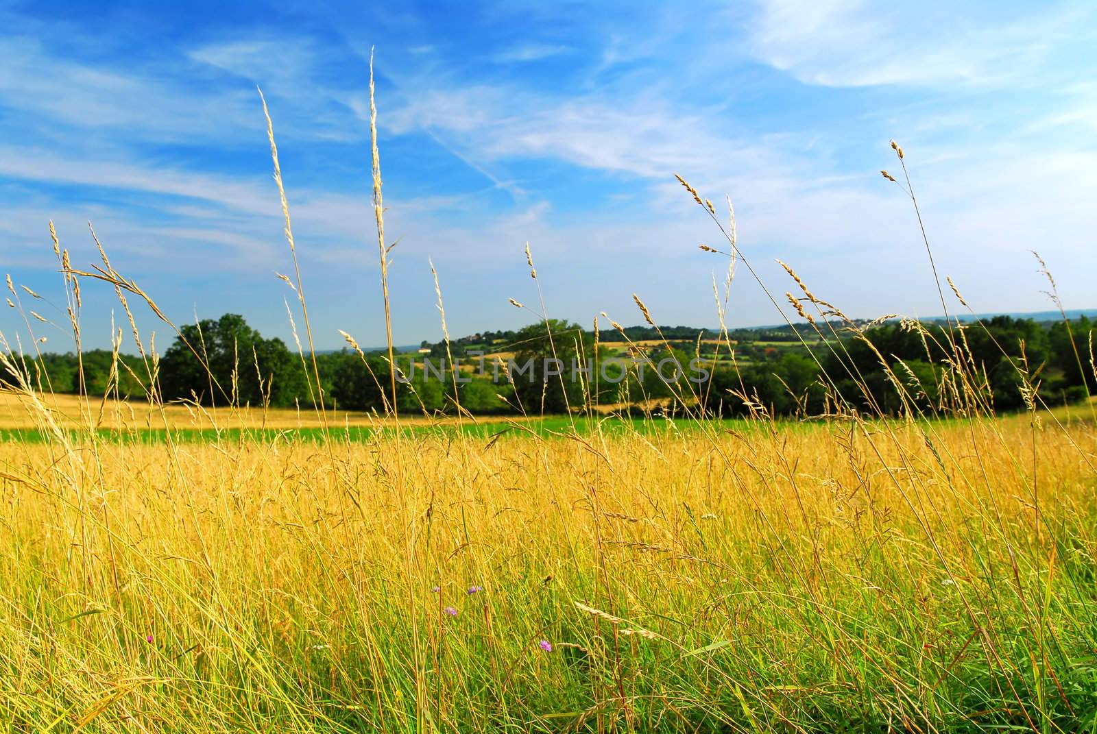 Scenic view on summer agricultural landscape in rural France
