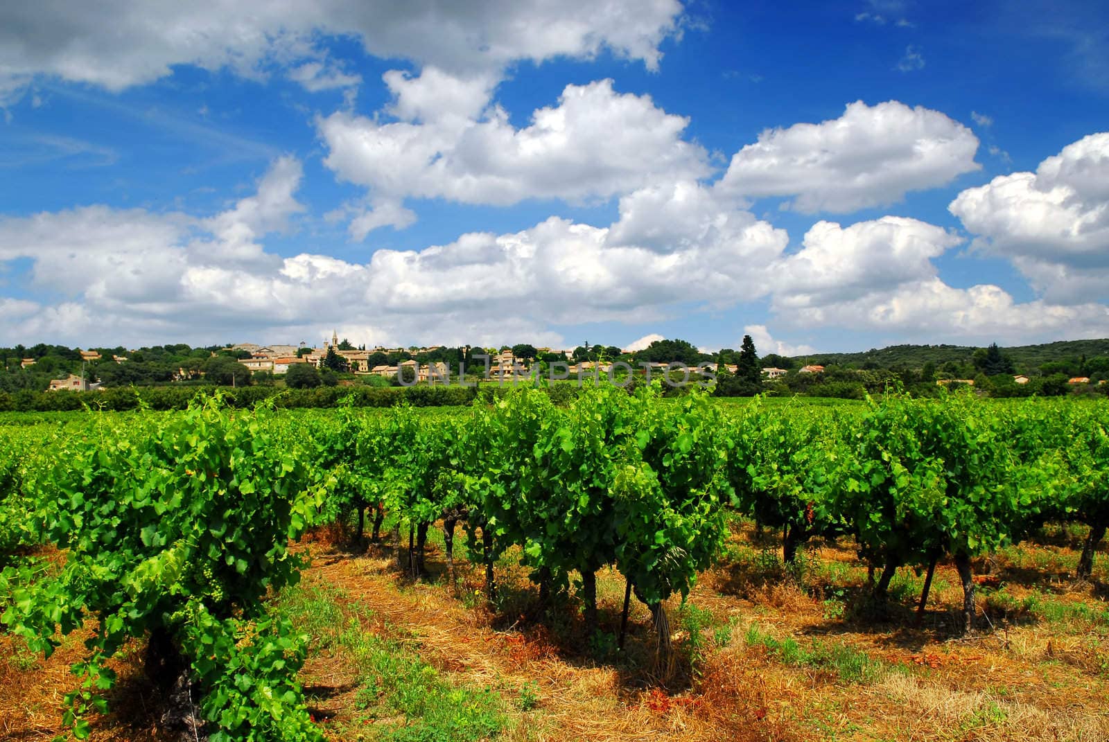 Rows of green vines in a vineyard in rural southern France