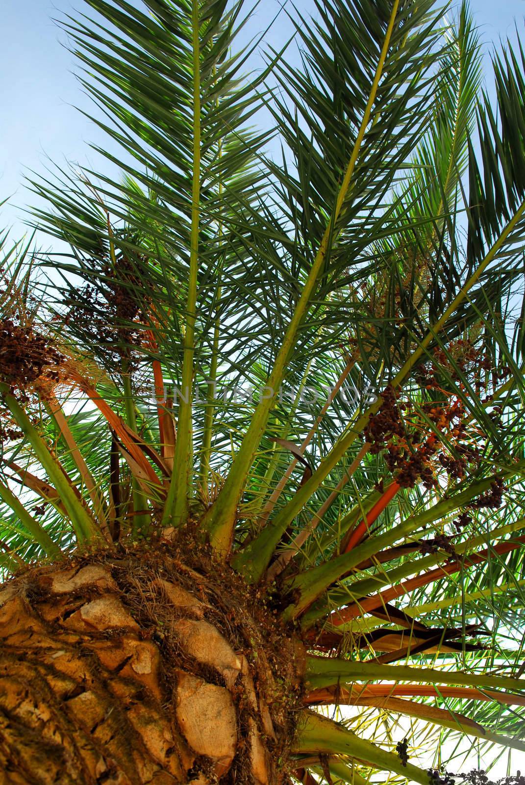 Canopy of a young date palm tree