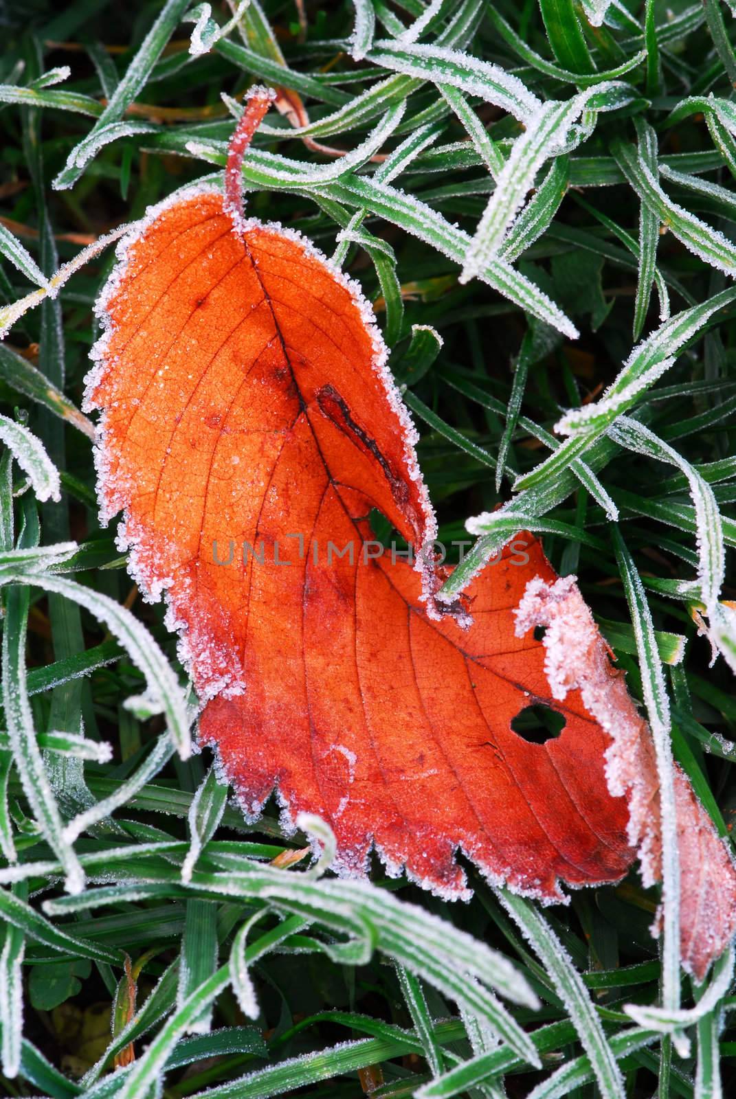 Frosty leaf by elenathewise