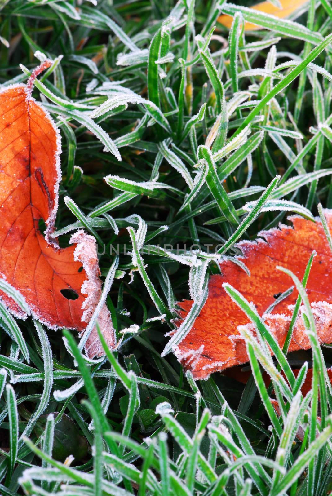 Frosty red fallen leaves lying on frozen grass on a cold fall morning