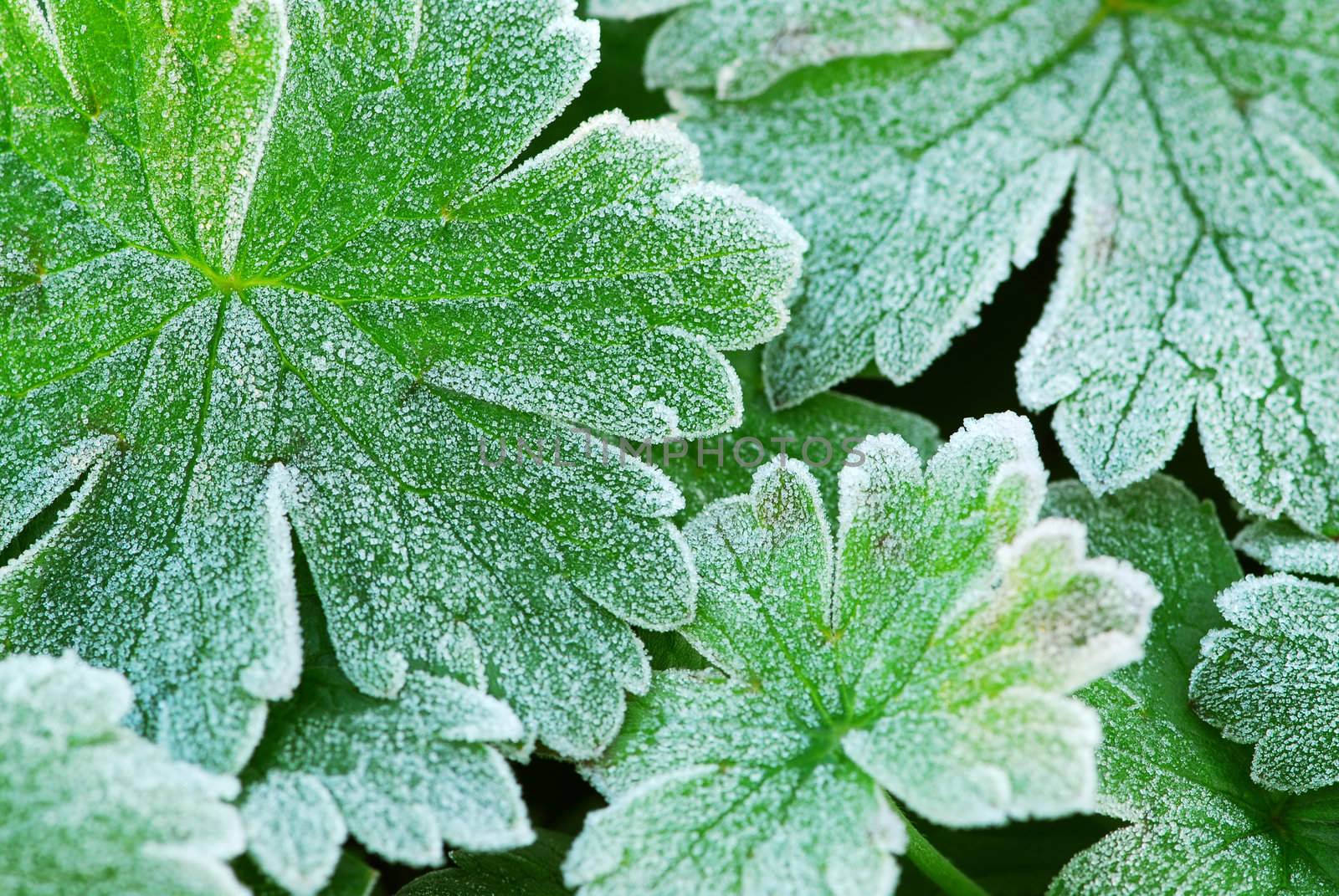 Frosty leaves by elenathewise