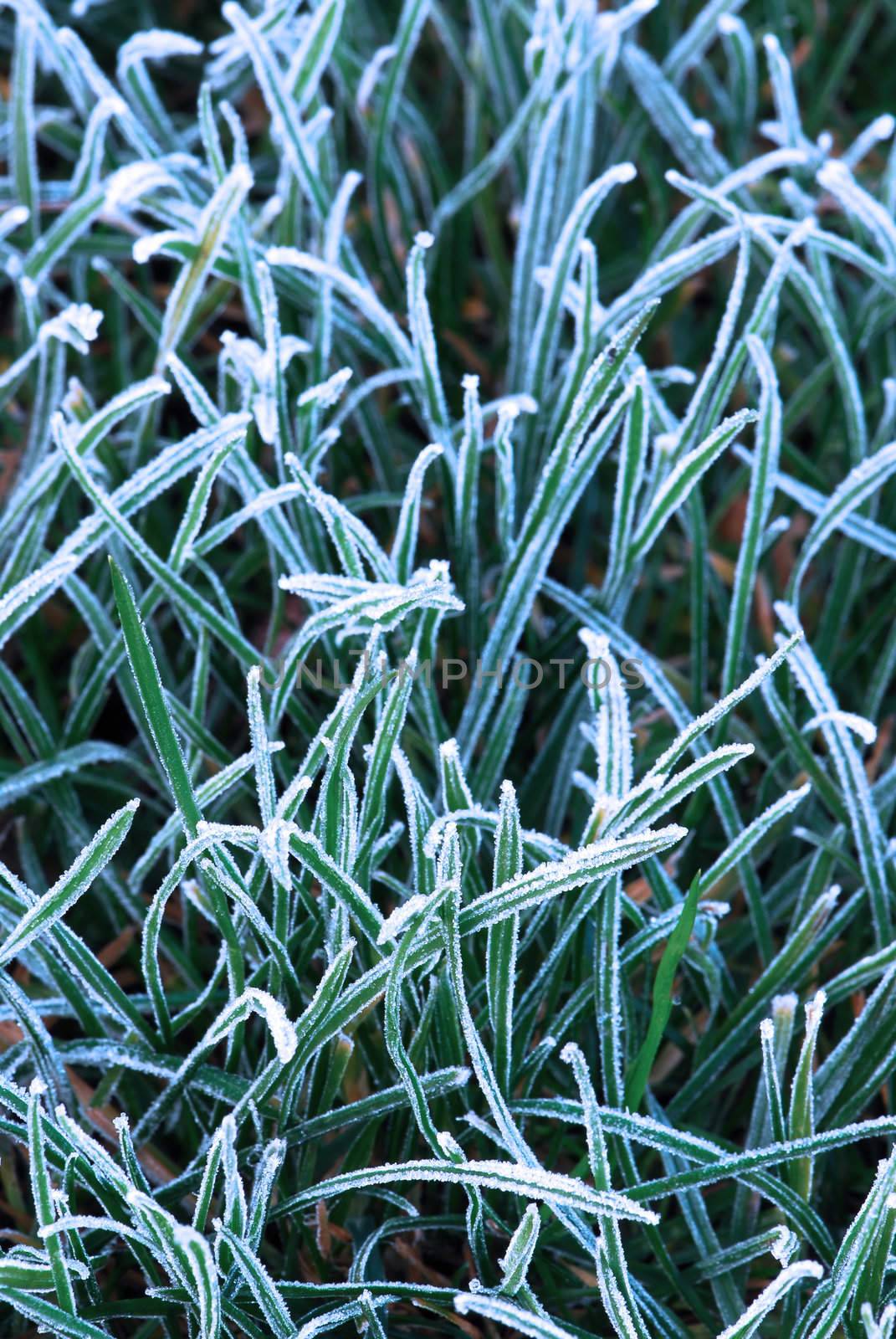 Frosty grass by elenathewise