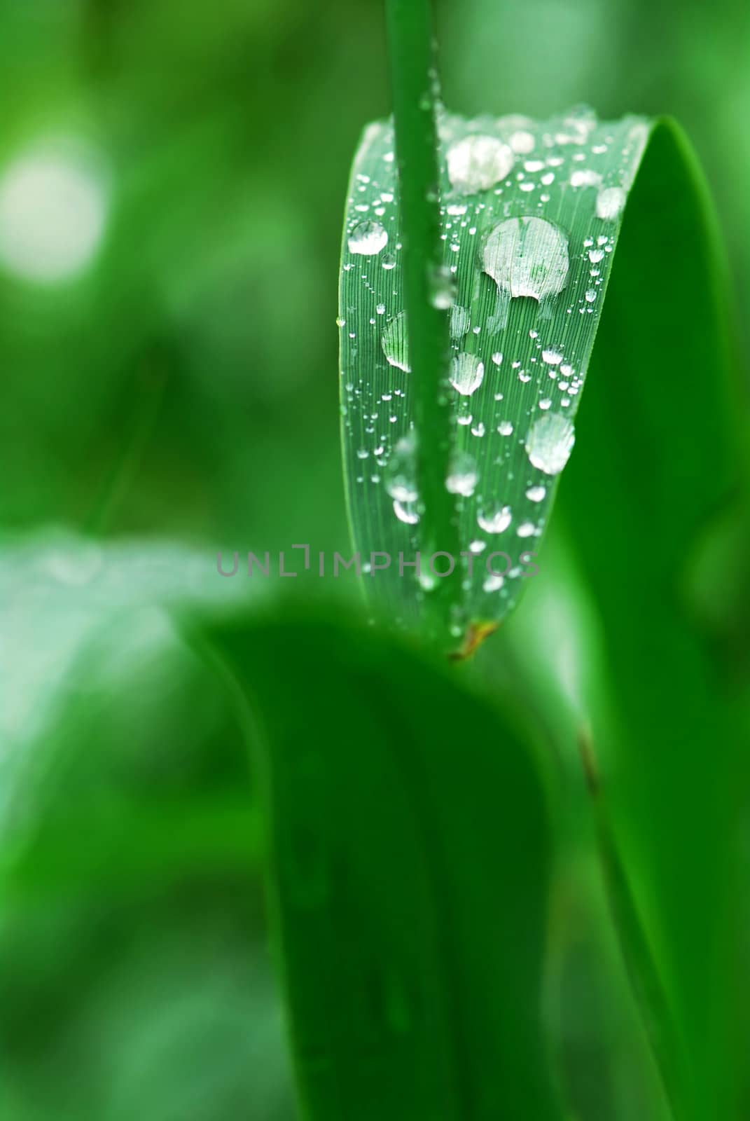 Big water drops on a green grass blade