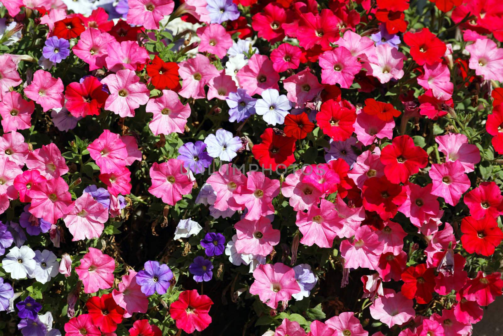 pink, red, white and violet flowers in garden