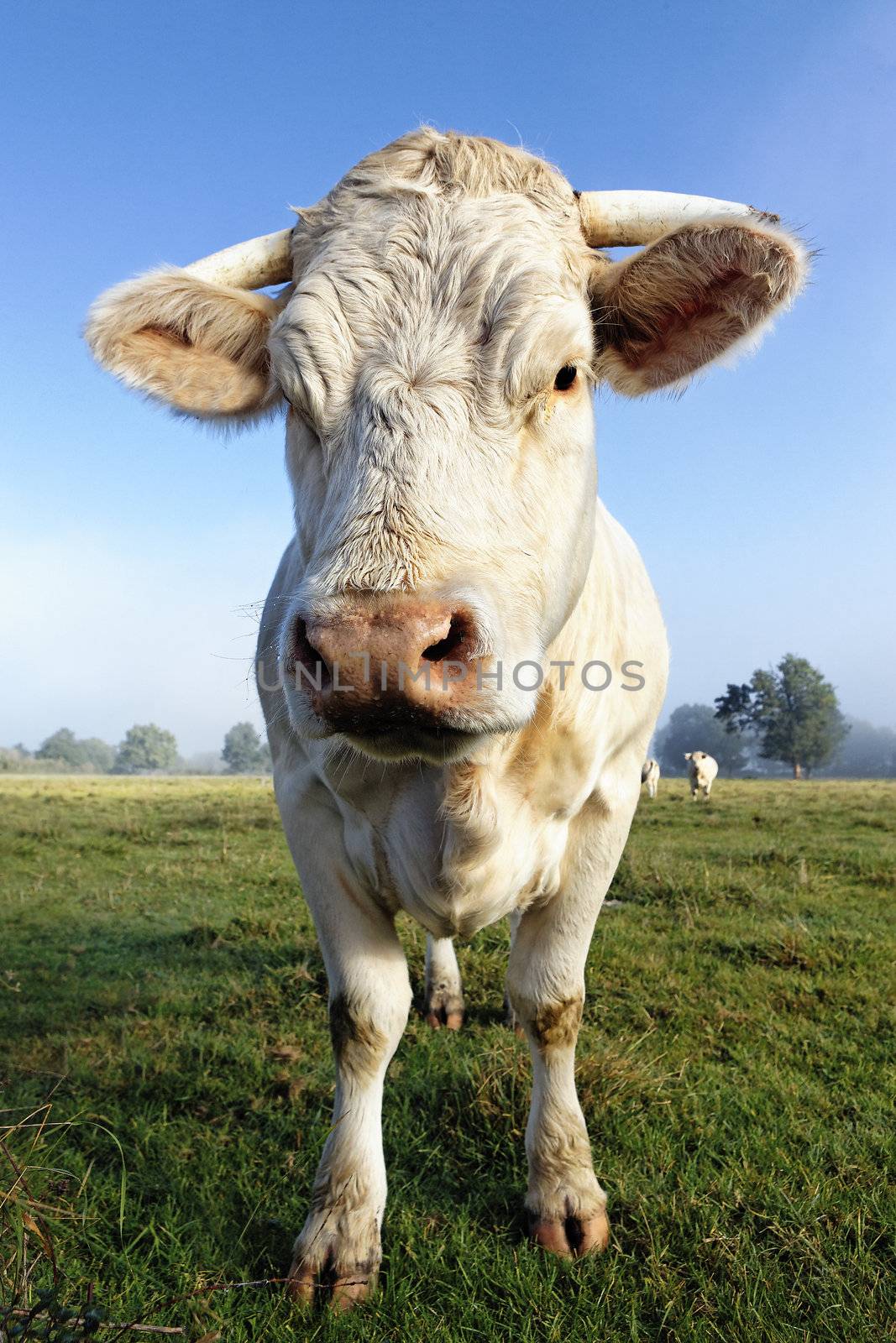 portrait of big white cow in the morning