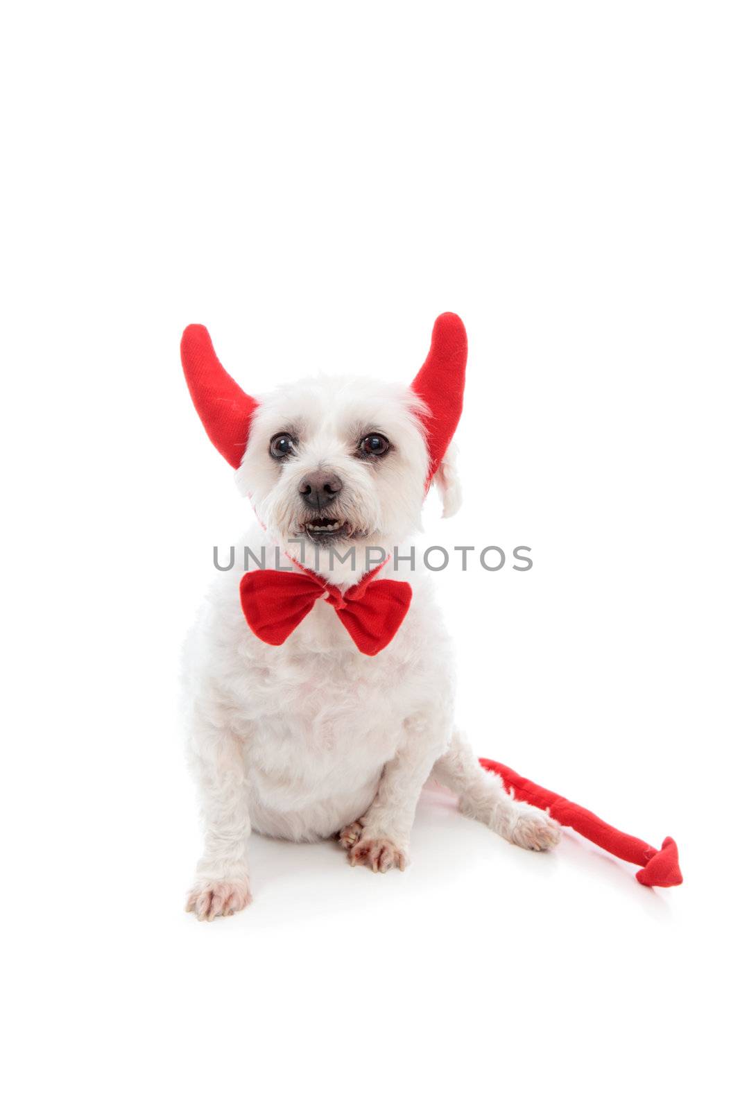 A white maltese terrier dog showing teeth and wearing red devil horns,red bow tie and with a red pointy tail.  White background.