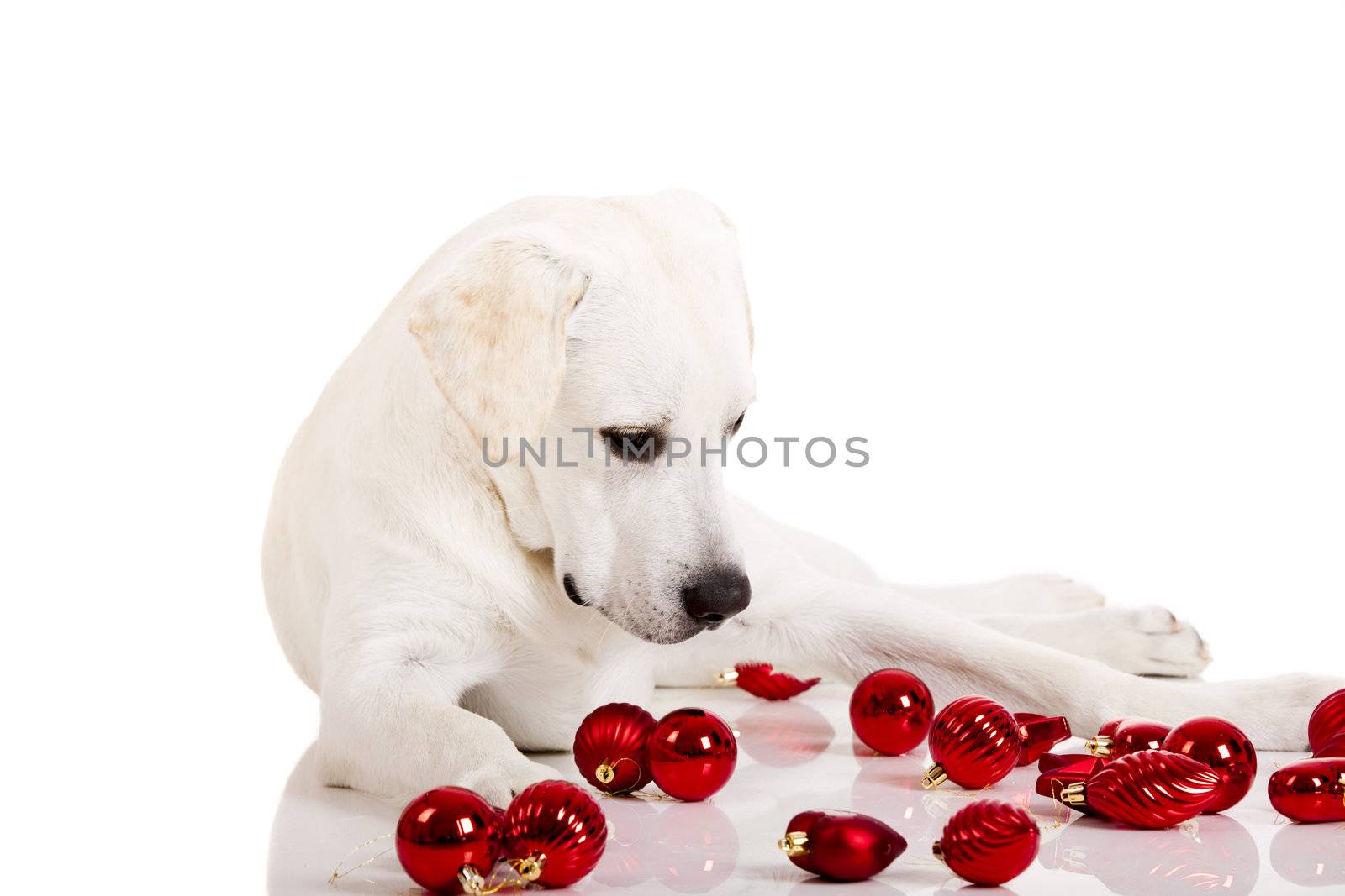 Beautiful Labrador retriever surrounded by Christmas balls, isolated on white background