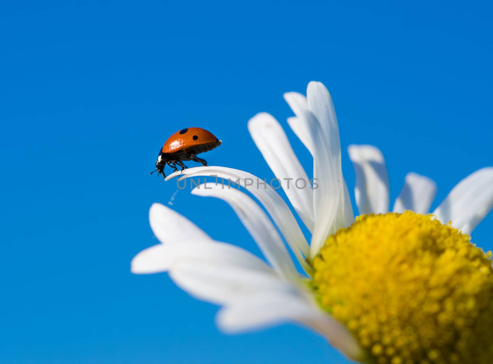 red ladybird on chamomile petal before fly, selective focus