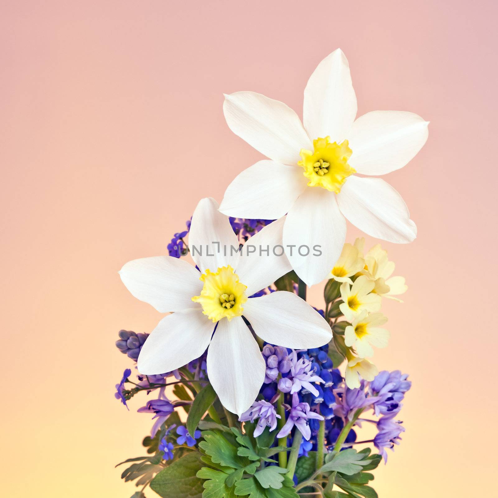 An image of two white daffodil in a vase