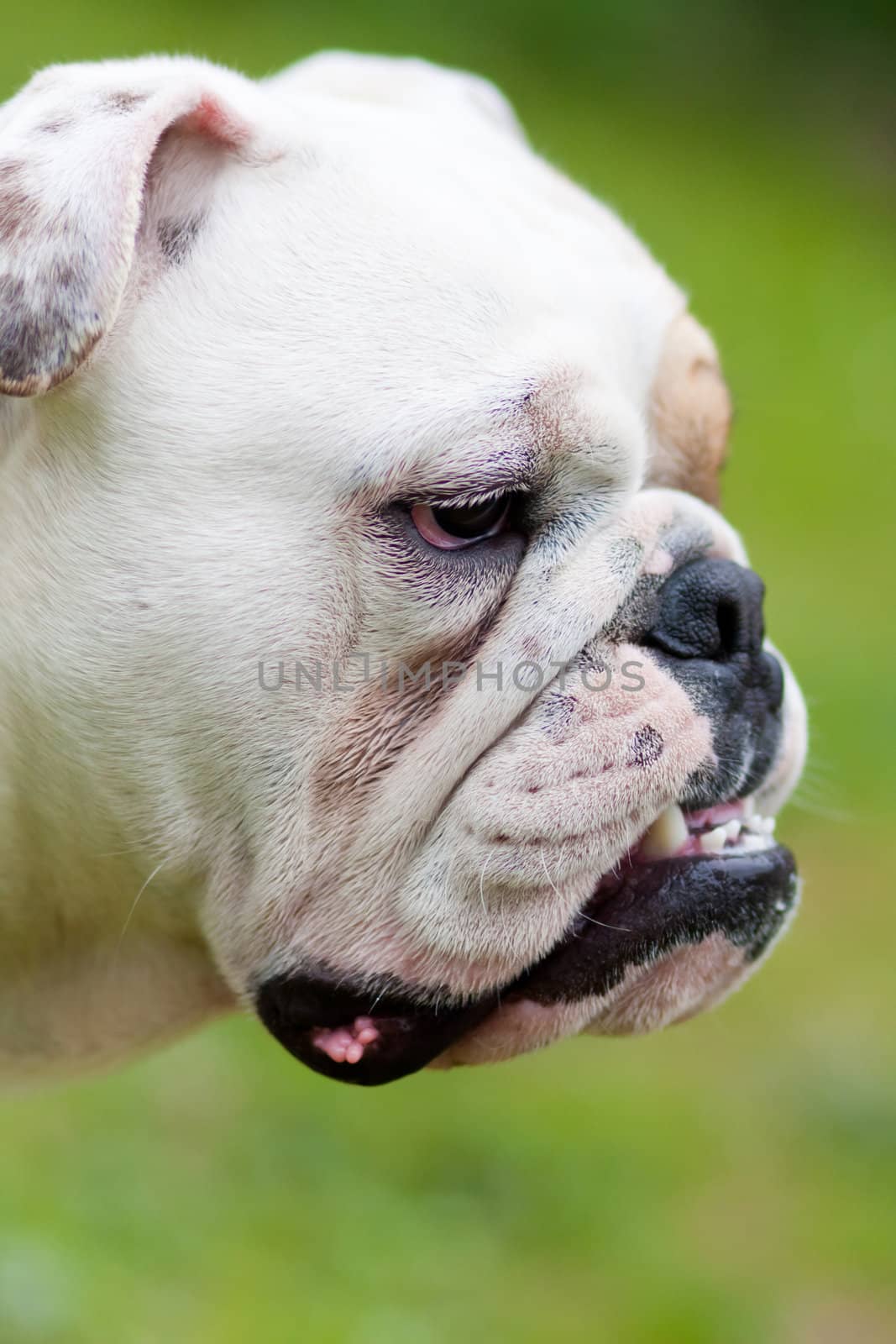 English Bulldog Portrait by pcusine