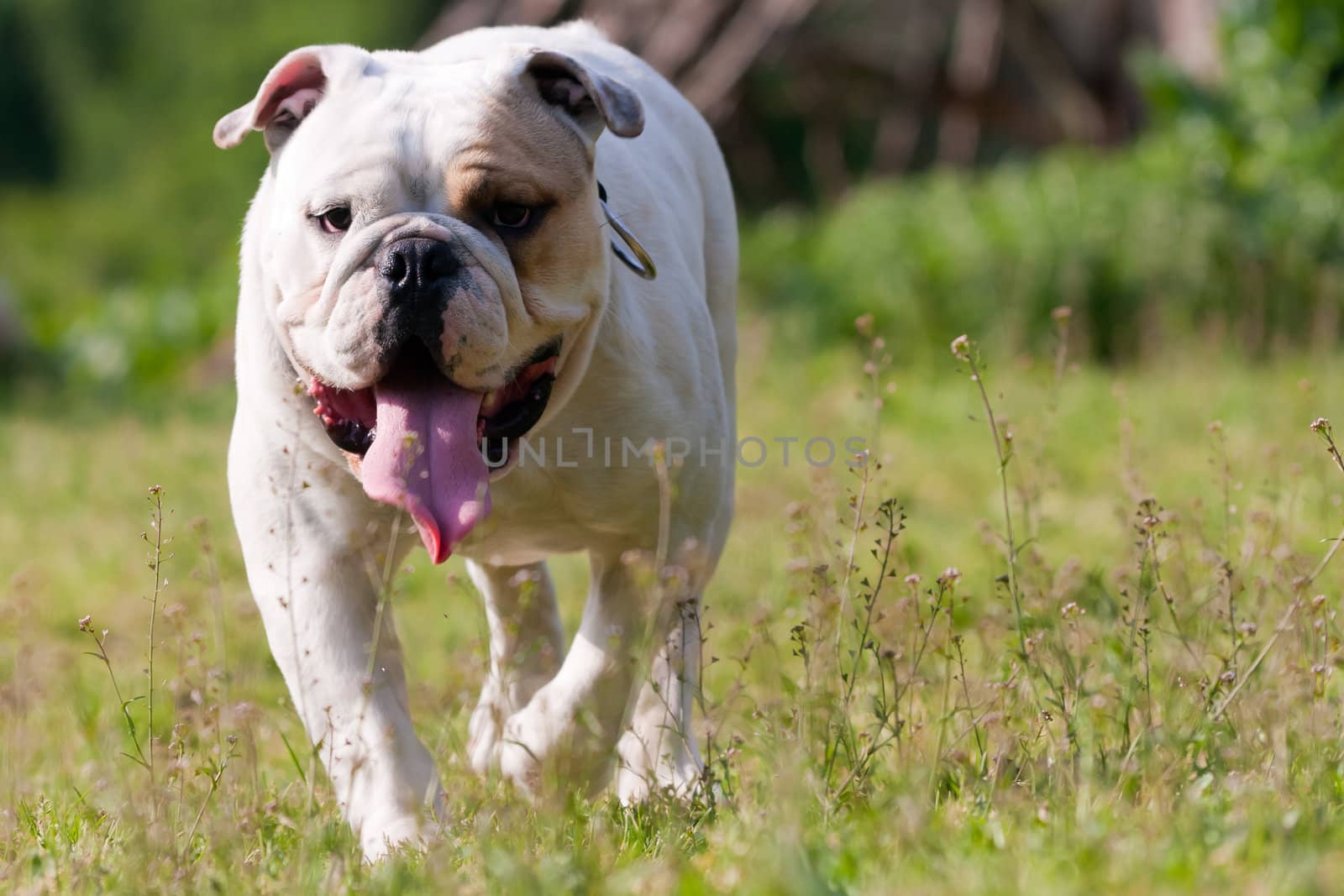 English bulldog walking and looking to the camera on a sunny day