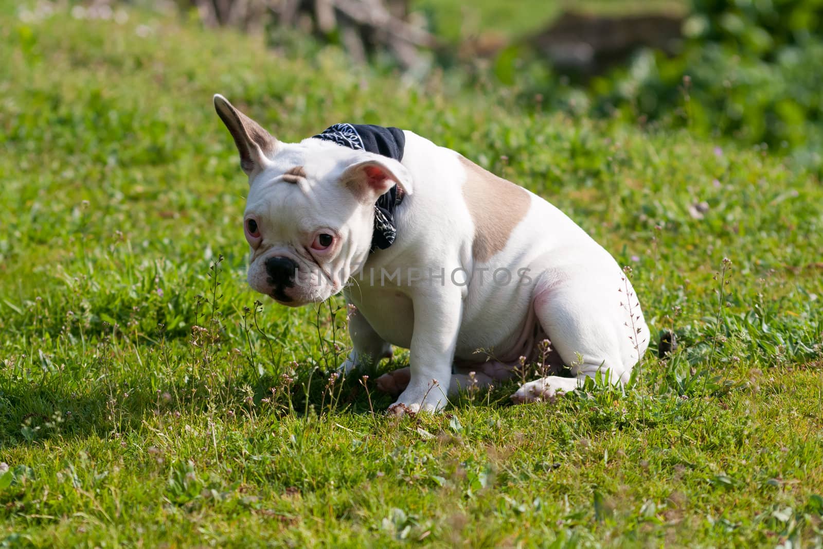 Shy French Bulldog sitting on grass by pcusine